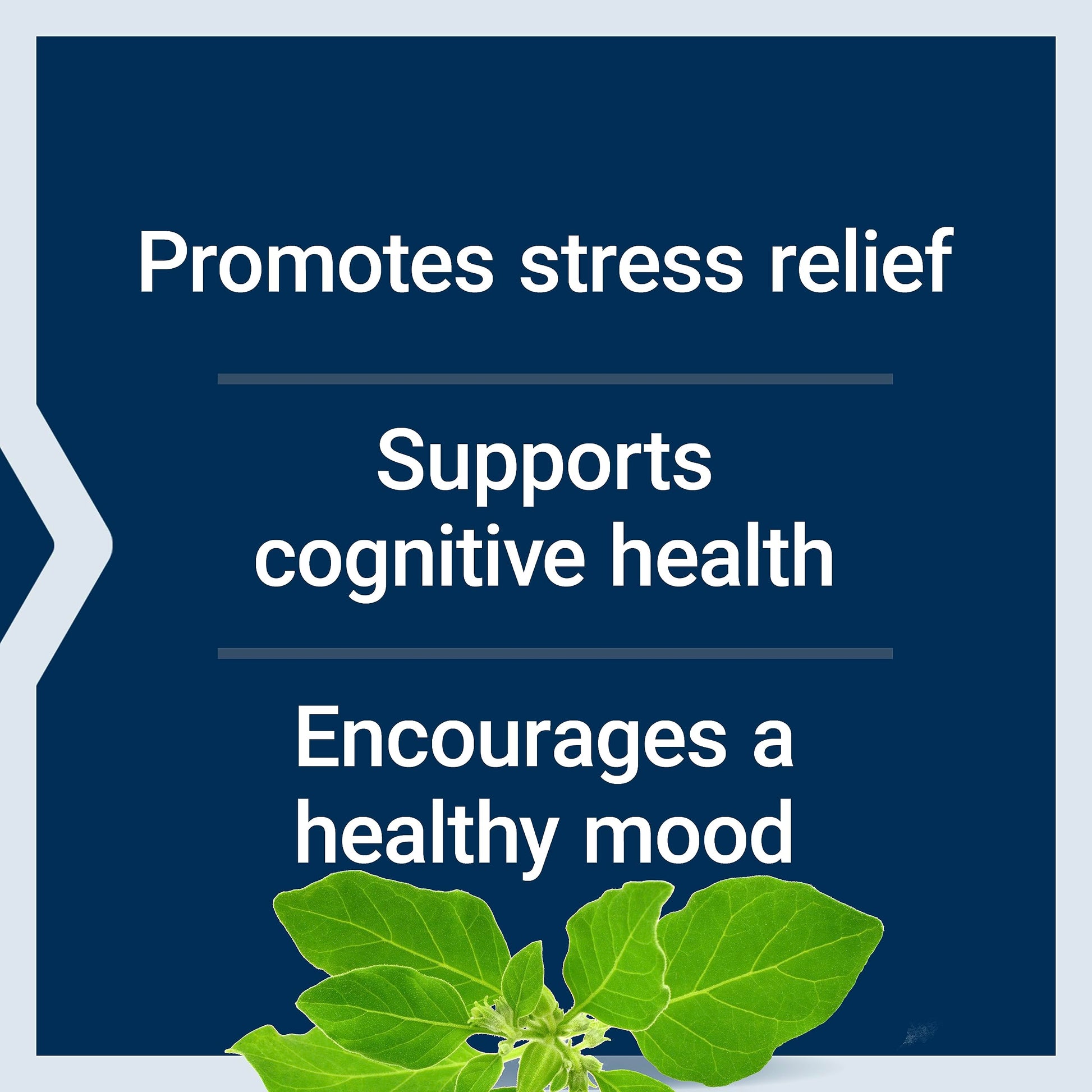 Life Extension Optimized Ashwagandha - Stress Management Supplement for a Healthy Stress Response, Focus, Memory, Stress Relief - Vegetarian, Gluten-Free, Non-GMO, 60 Capsules Life ExtensionAu supplements