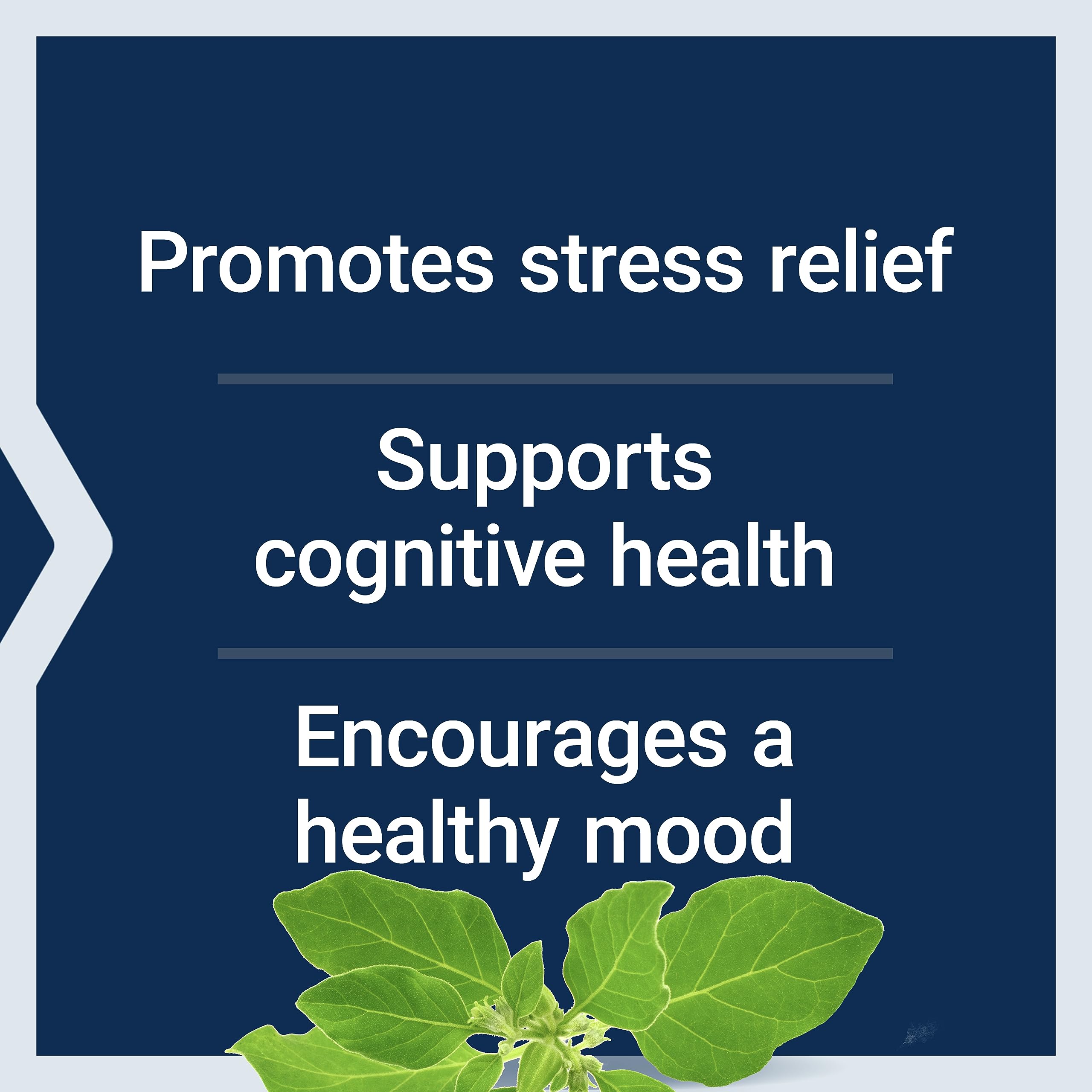 Life Extension Optimized Ashwagandha - Stress Management Supplement for a Healthy Stress Response, Focus, Memory, Stress Relief - Vegetarian, Gluten-Free, Non-GMO, 60 Capsules Life ExtensionAu supplements
