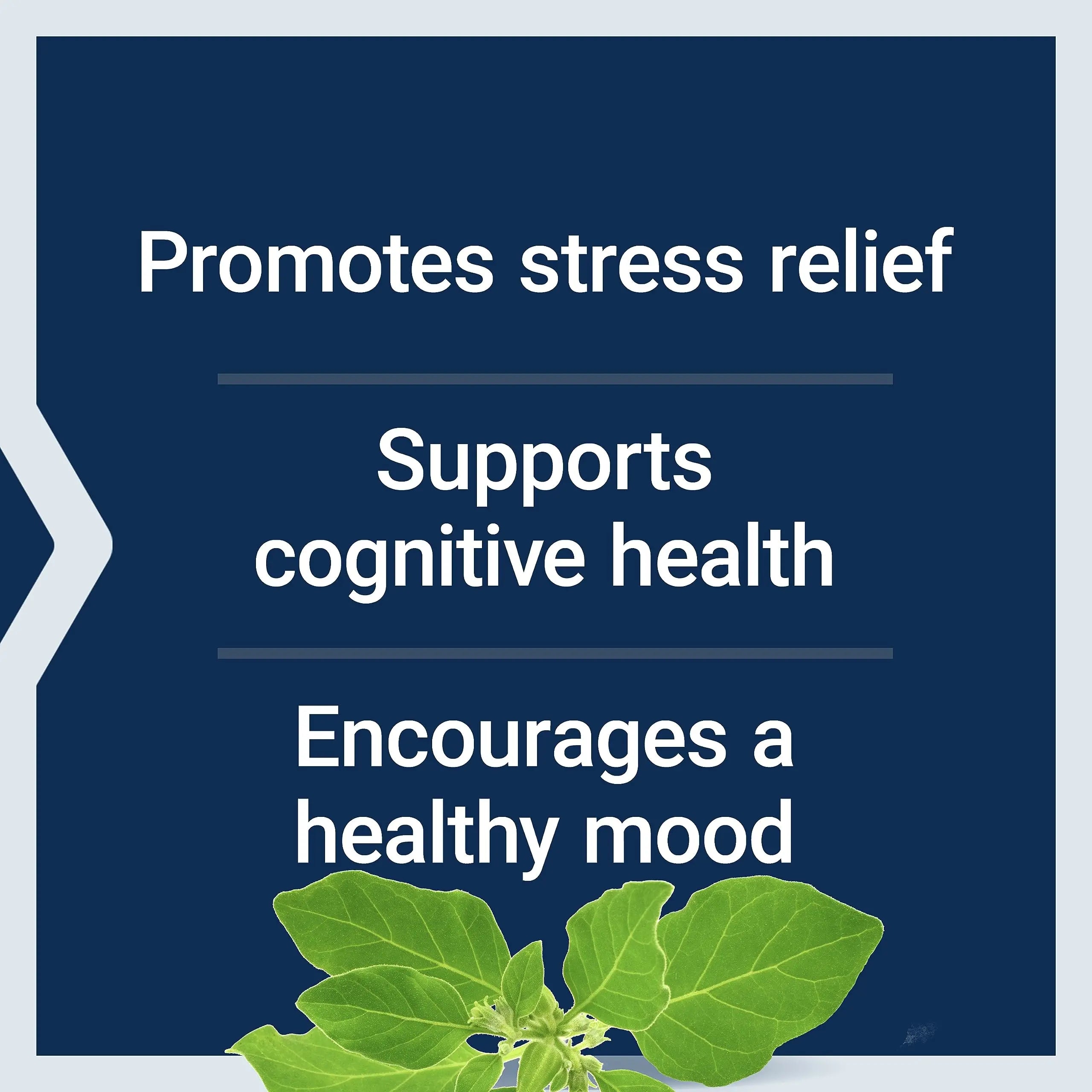 Life Extension Two-Per-Day 120 Tablet Multi-Vitamin & 60 Capsule Optimized Ashwagandha Stress Relief Supplement Bundle Life ExtensionAu supplements