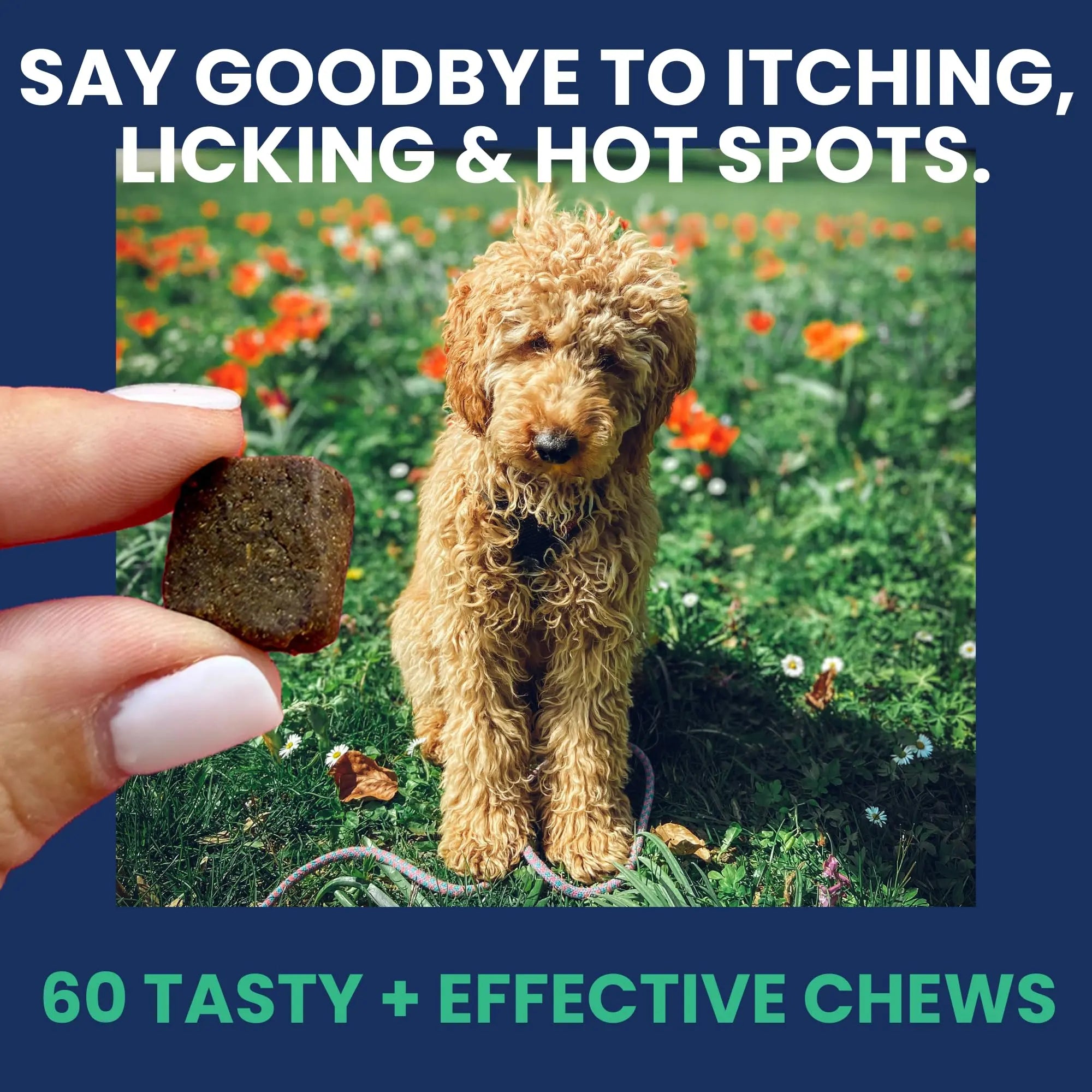 Under the Weather Allergy & Itch Pet Allergy Chews for Dogs | Vet Formulated Skin Support for Canines | Soothing Dog Allergies and Itching Relief Supplement | 60 Count Under the Weathernz supplements