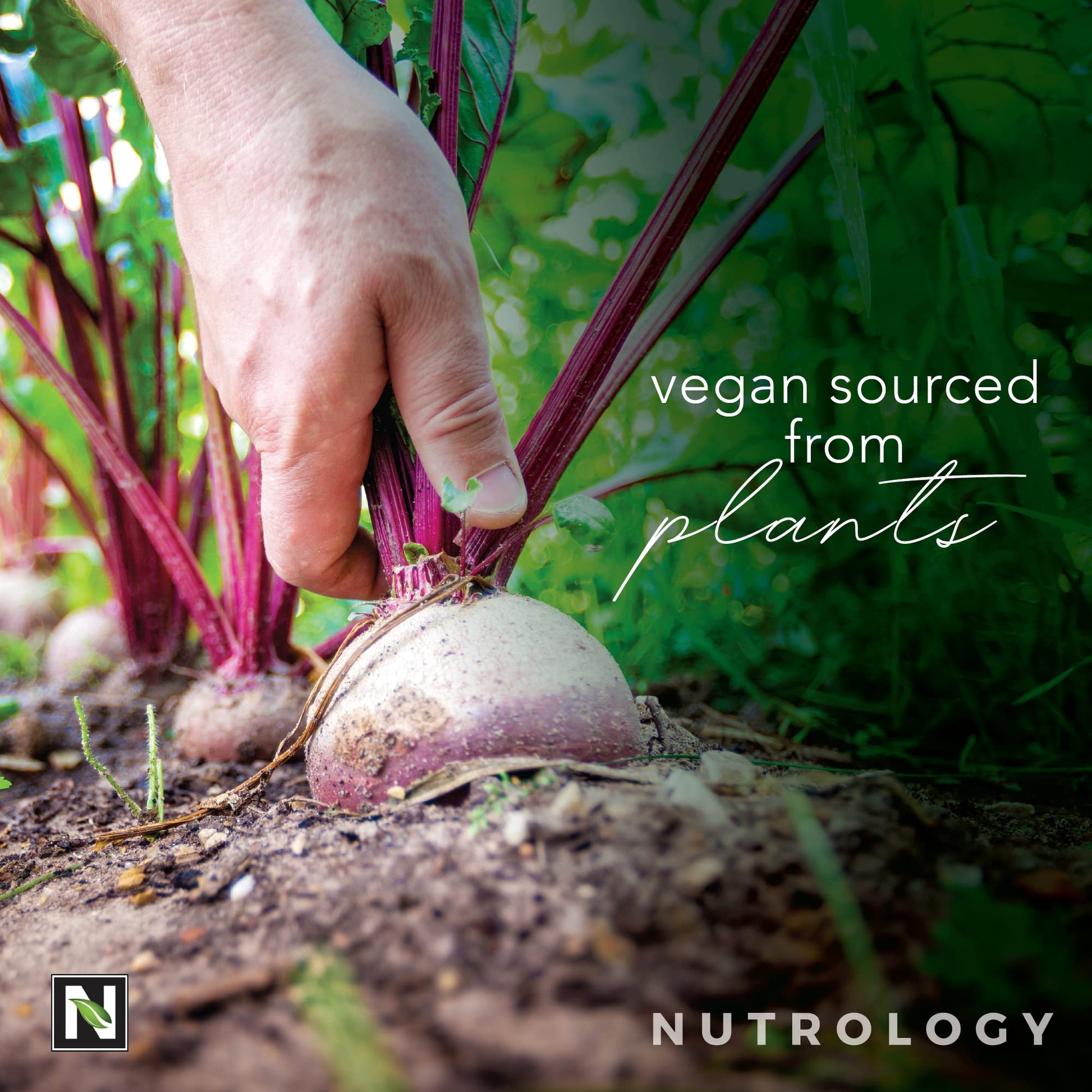 Nutrology Beet Natural O2, Pre Workout Powder, Energy, Endurance; Nitric Oxide Booster NutrologyAu supplements