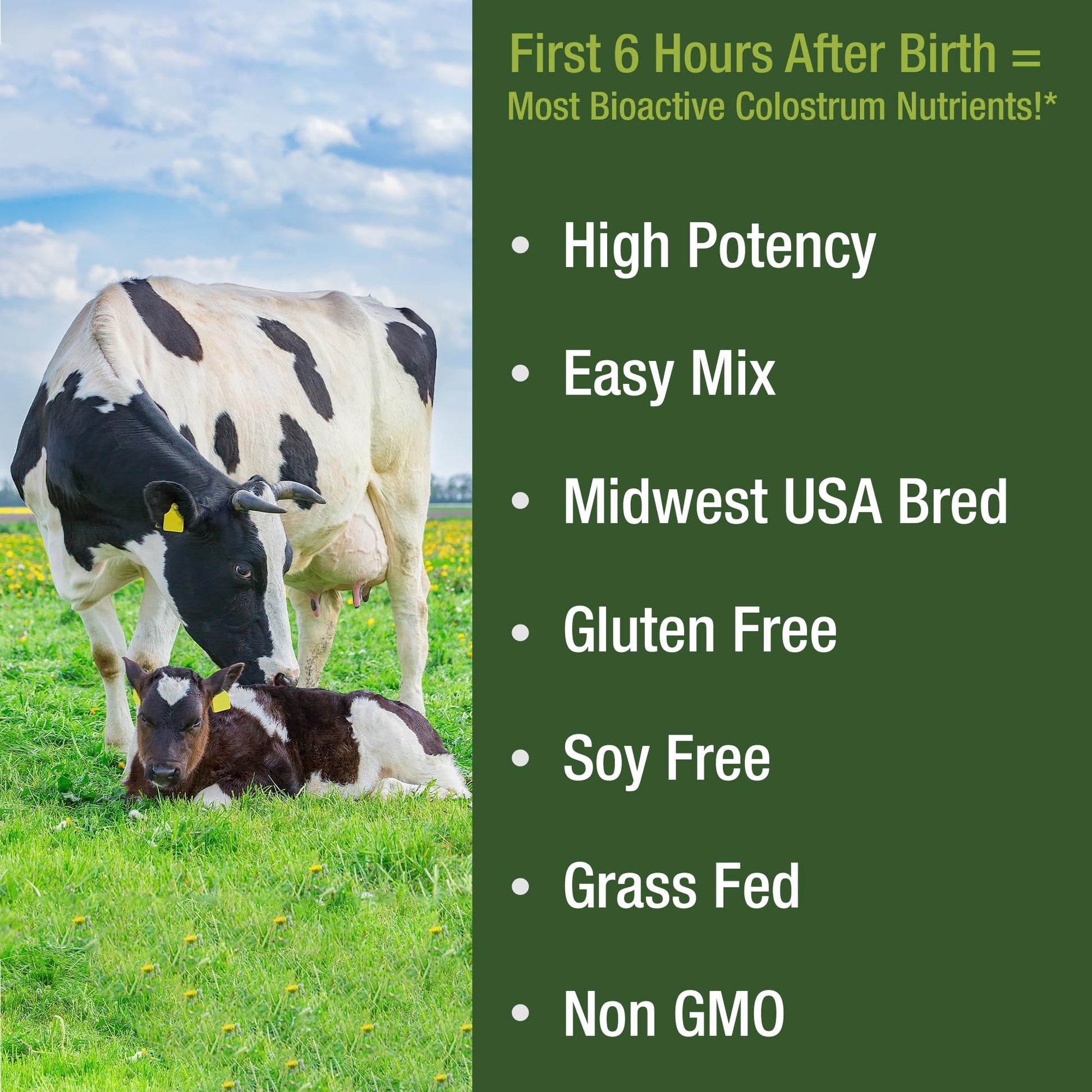First Milking Colostrum Powder from Grass Fed USA Cows Milked Within 6 Hours of Giving Birth to Get the Most Bioactive Nutrients. High Immunoglobulin Non-GMO Bovine Colostrum Supplement for Humans Peak PerformanceAu supplements