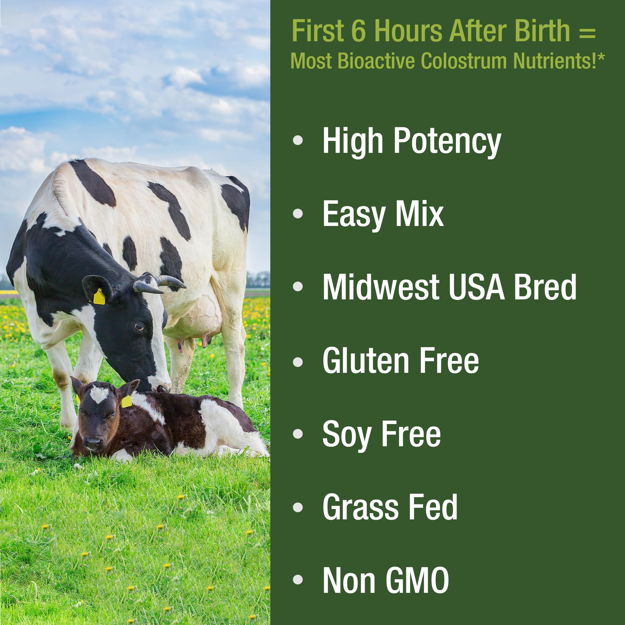 First Milking Colostrum Powder from Grass Fed USA Cows Milked Within 6 Hours of Giving Birth to Get the Most Bioactive Nutrients. High Immunoglobulin Non-GMO Bovine Colostrum Supplement for Humans Peak PerformanceAu supplements