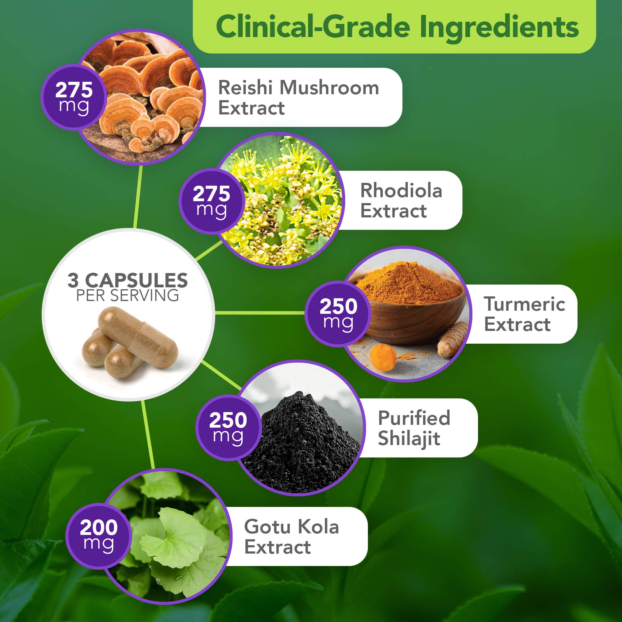 Vital Plan Daily Herbal Supplement by Dr. Bill Rawls – Herbal Immunity Booster for Immune Support, Microbiome Balance & Cell Health — Reishi Mushroom, Turmeric & Rhodiola Vital PlanAu supplements