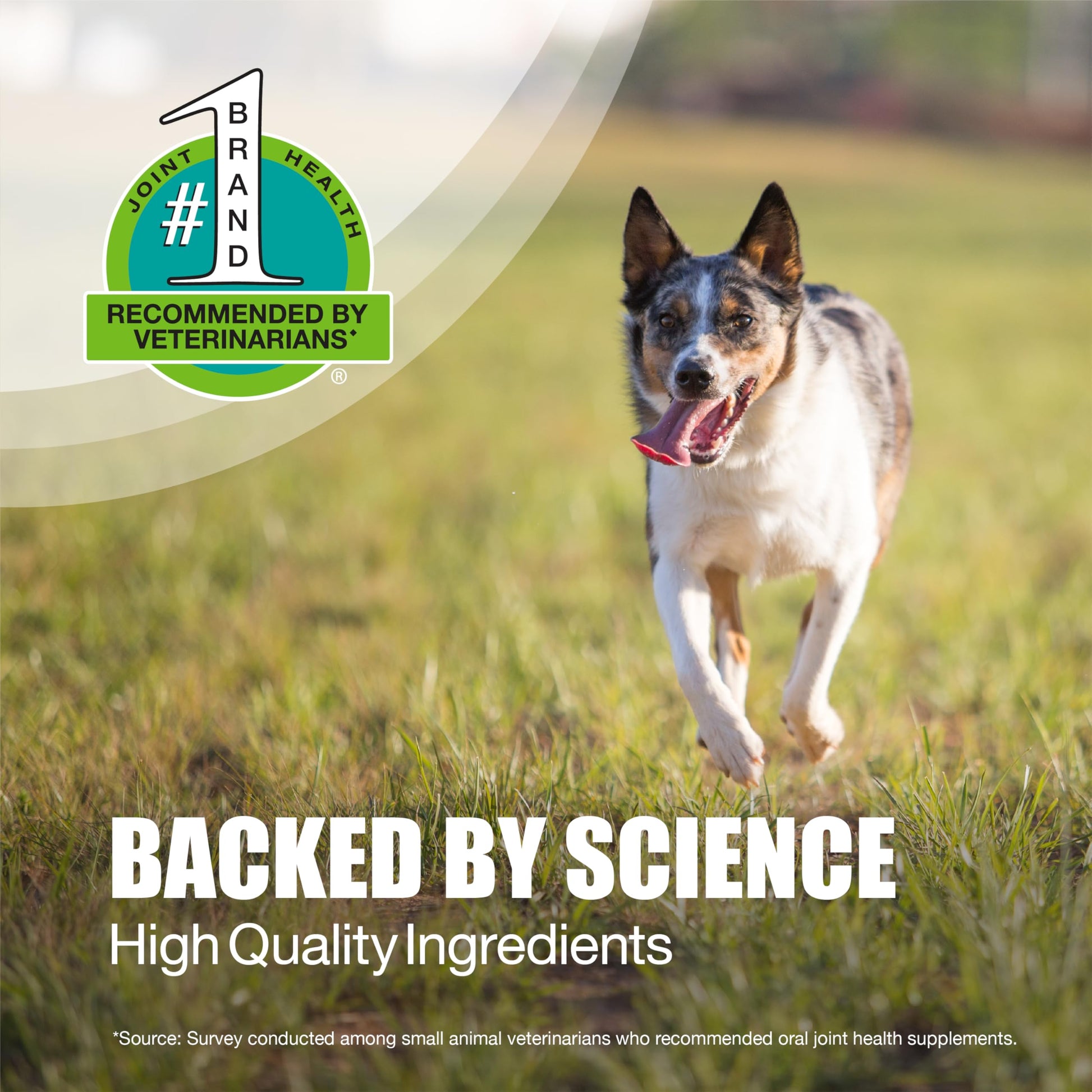 Nutramax Dasuquin for Small to Medium Dogs, Joint Health Supplement, Contains Glucosamine for Dogs, Plus Chondroitin, ASU, MSM and More, Supports Healthy Joints, Chewable Tablets, 84 Count Nutramax LaboratoriesAu supplements