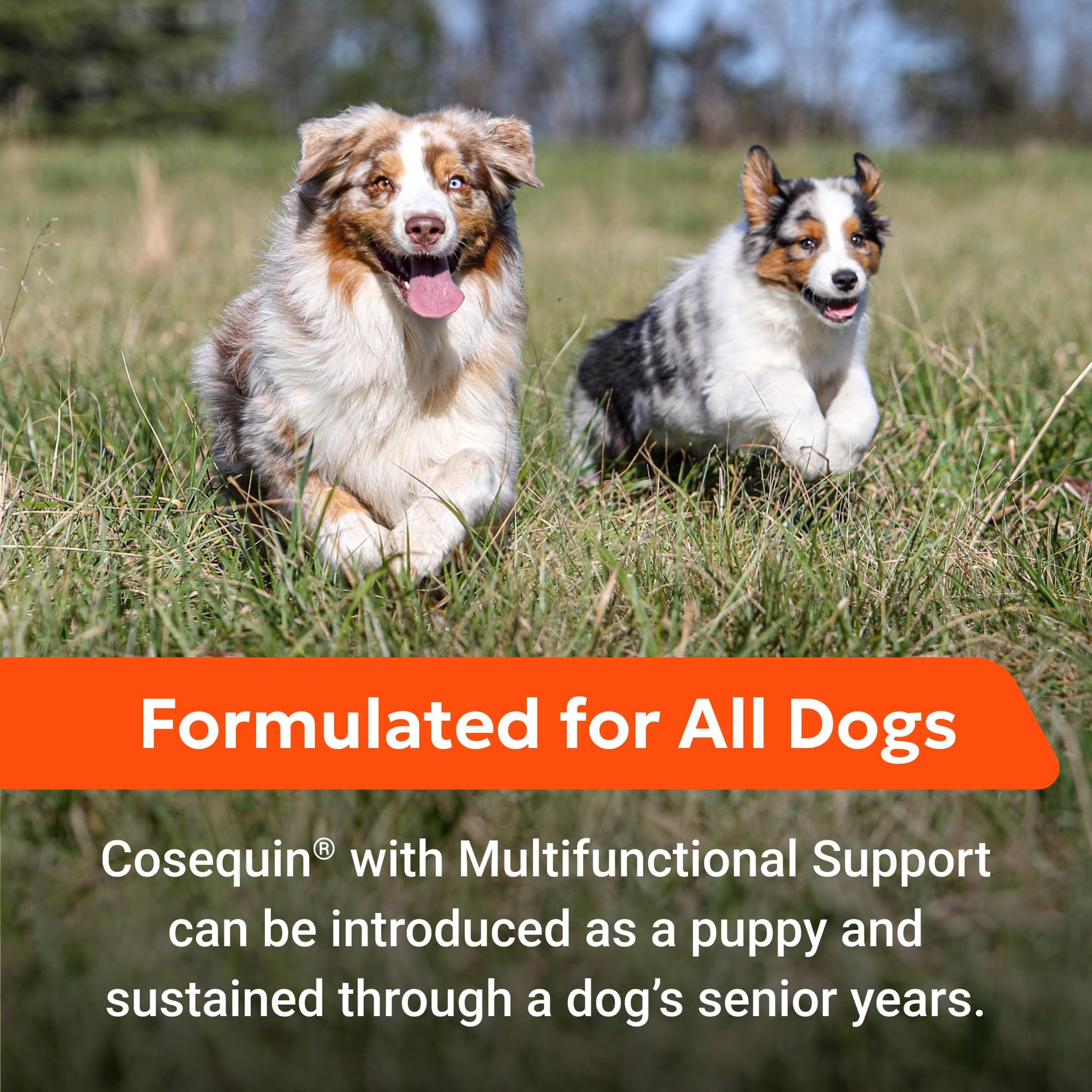 Nutramax Cosequin Joint Health Supplement with Multifunctional Support for Dogs, Soft Chews with Glucosamine, Chondroitin, Omega-3s, and Postbiotics, 90 Count Nutramax LaboratoriesAu supplements