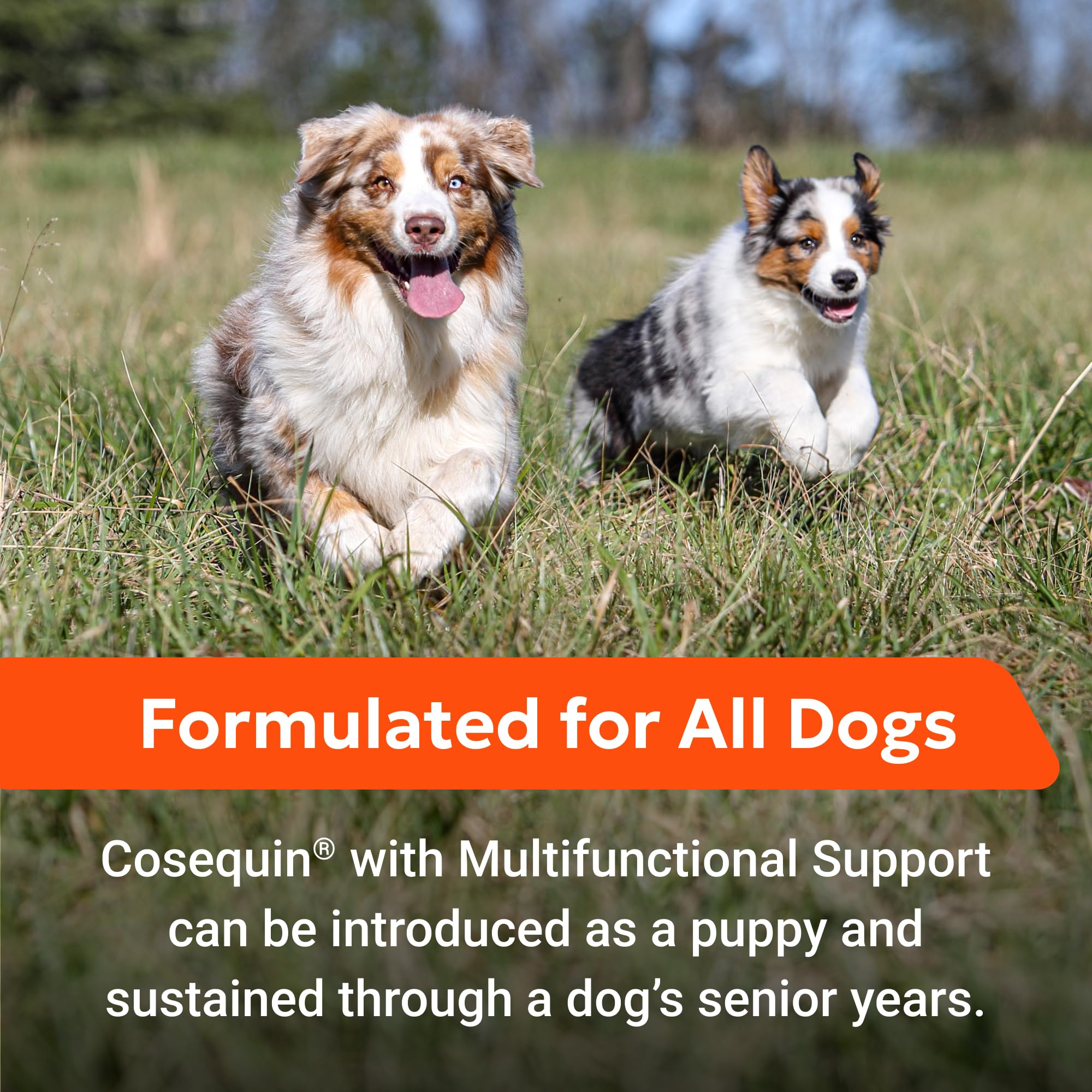 Nutramax Cosequin Joint Health Supplement with Multifunctional Support for Dogs, Soft Chews with Glucosamine, Chondroitin, Omega-3s, and Postbiotics, 90 Count Nutramax LaboratoriesAu supplements