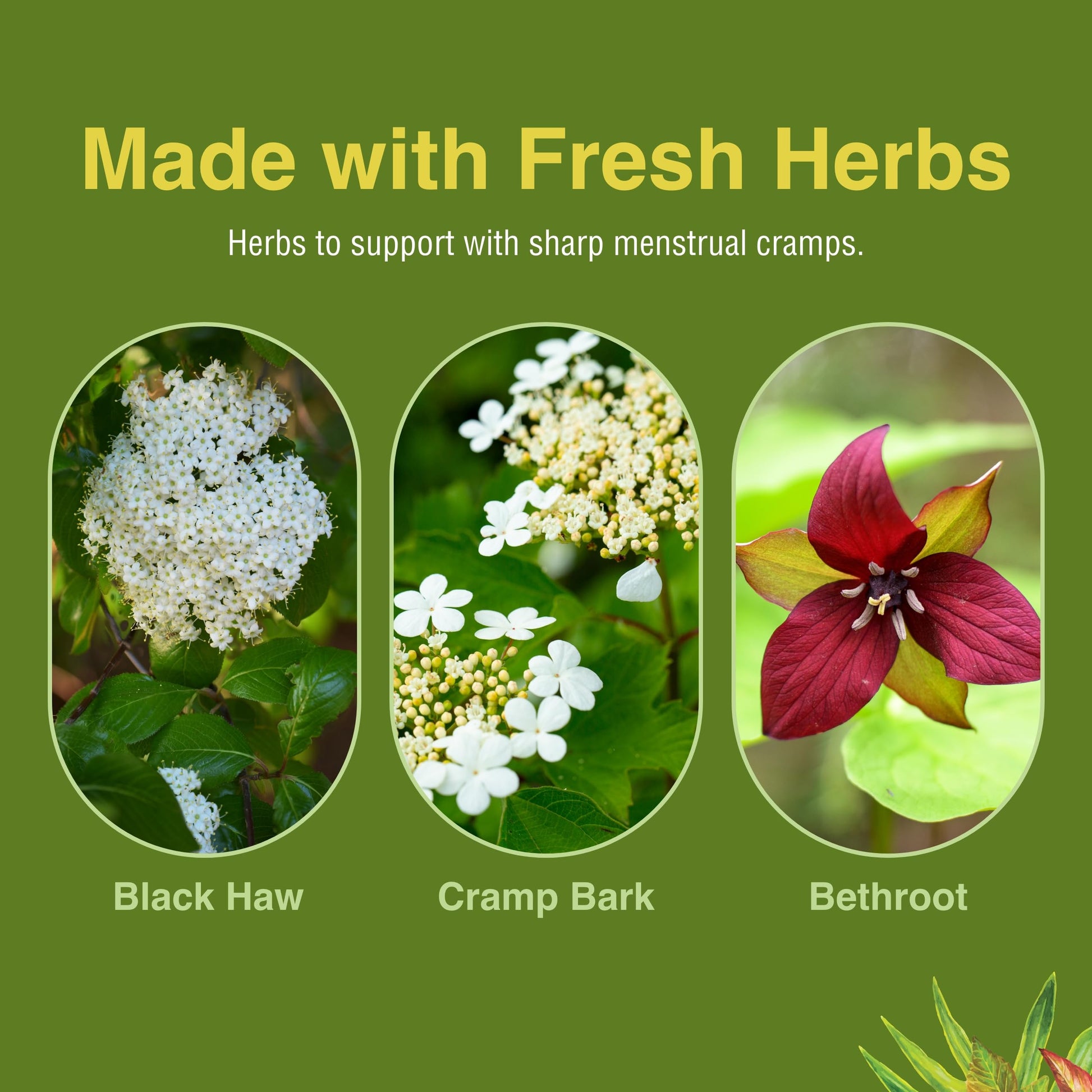 Herbs Etc. Cramp ReLeaf (Menstrual) - Abdominal Muscle Support - Herbal Supplement to Aid Menstrual Health - Period Cramp Support with Black Haw, Cramp Bark and Bethroot - 60 Softgels (60 Servings) Herbs Etc.Au supplements