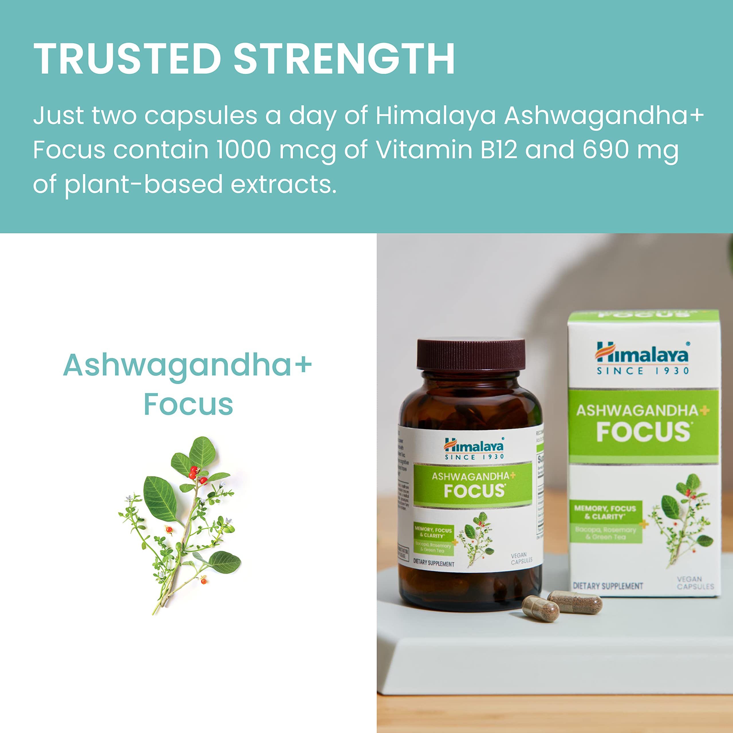 Himalaya Ashwagandha+ Focus - Herbal Focus Supplement with B12, Rosemary, Green Tea, and Bacopa Nootropics for Memory and Clarity - Vegan, Non-GMO, Gluten Free, 1690 mg, 60 Caplets HimalayaAu supplements
