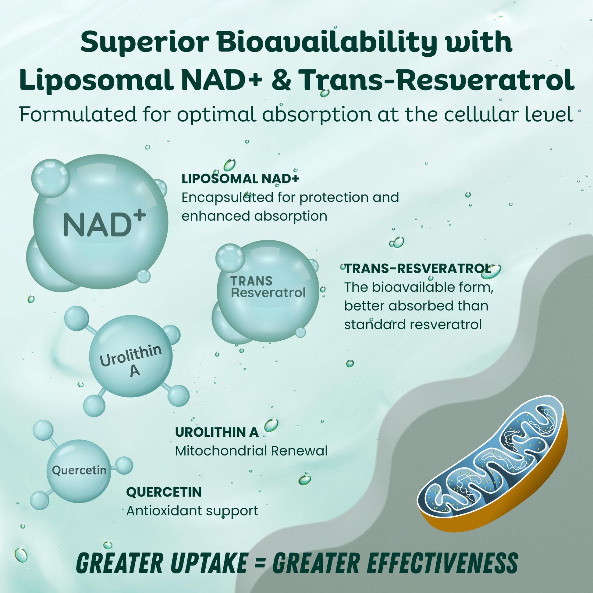 LebenKraft NAD Supplement Pure Organic | NMN Supplement Alternative | Boost Energy & Cellular Health | Urolithin A, Resveratrol, Quercetin for Antioxidant Power | for Women and Men LebenKraftAu supplements