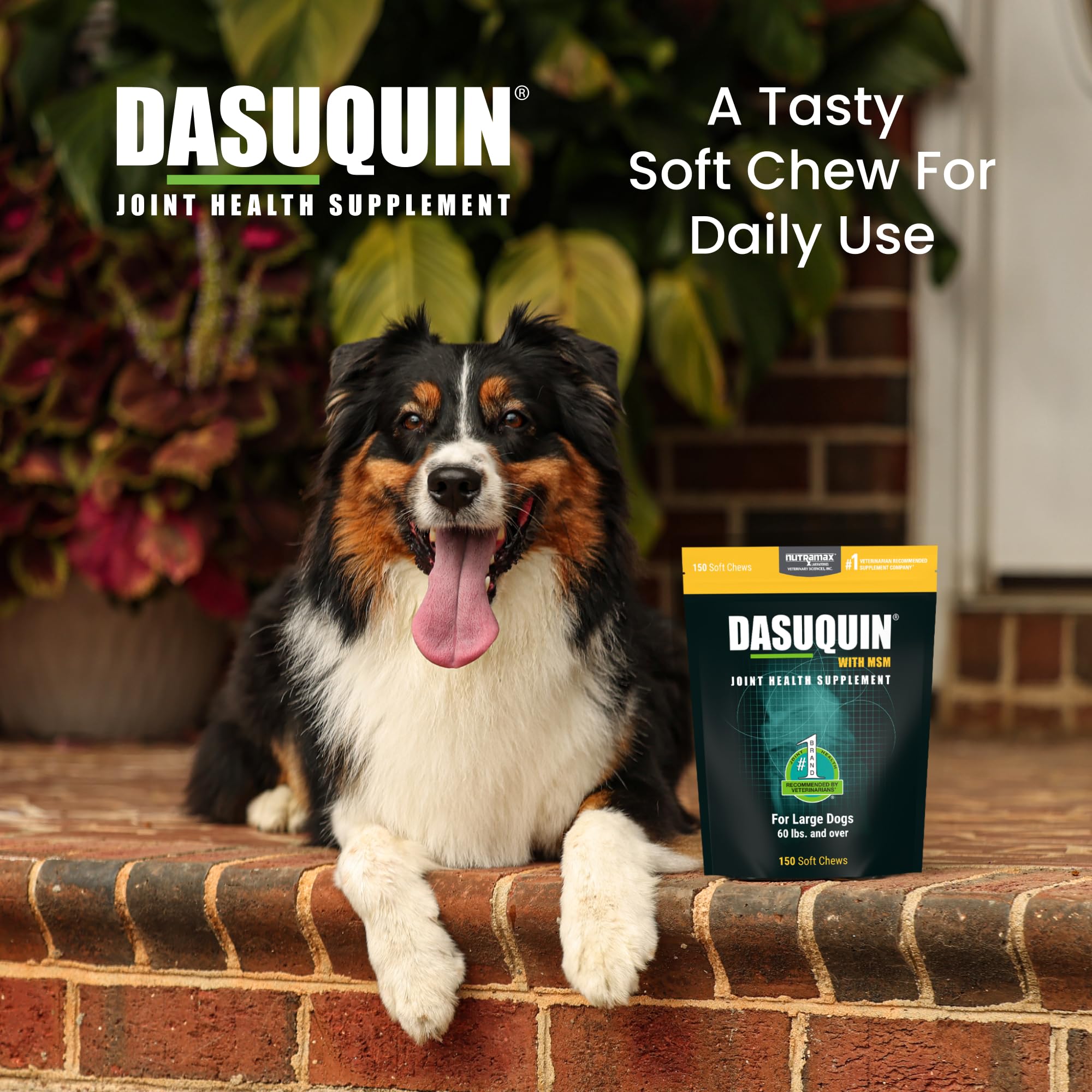 Nutramax Dasuquin for Large Dogs, Joint Health Supplement, Contains Glucosamine for Dogs, Plus Chondroitin, ASU, MSM and More, Supports Healthy Joints, Soft Chews, 150 Count Nutramax LaboratoriesAu supplements
