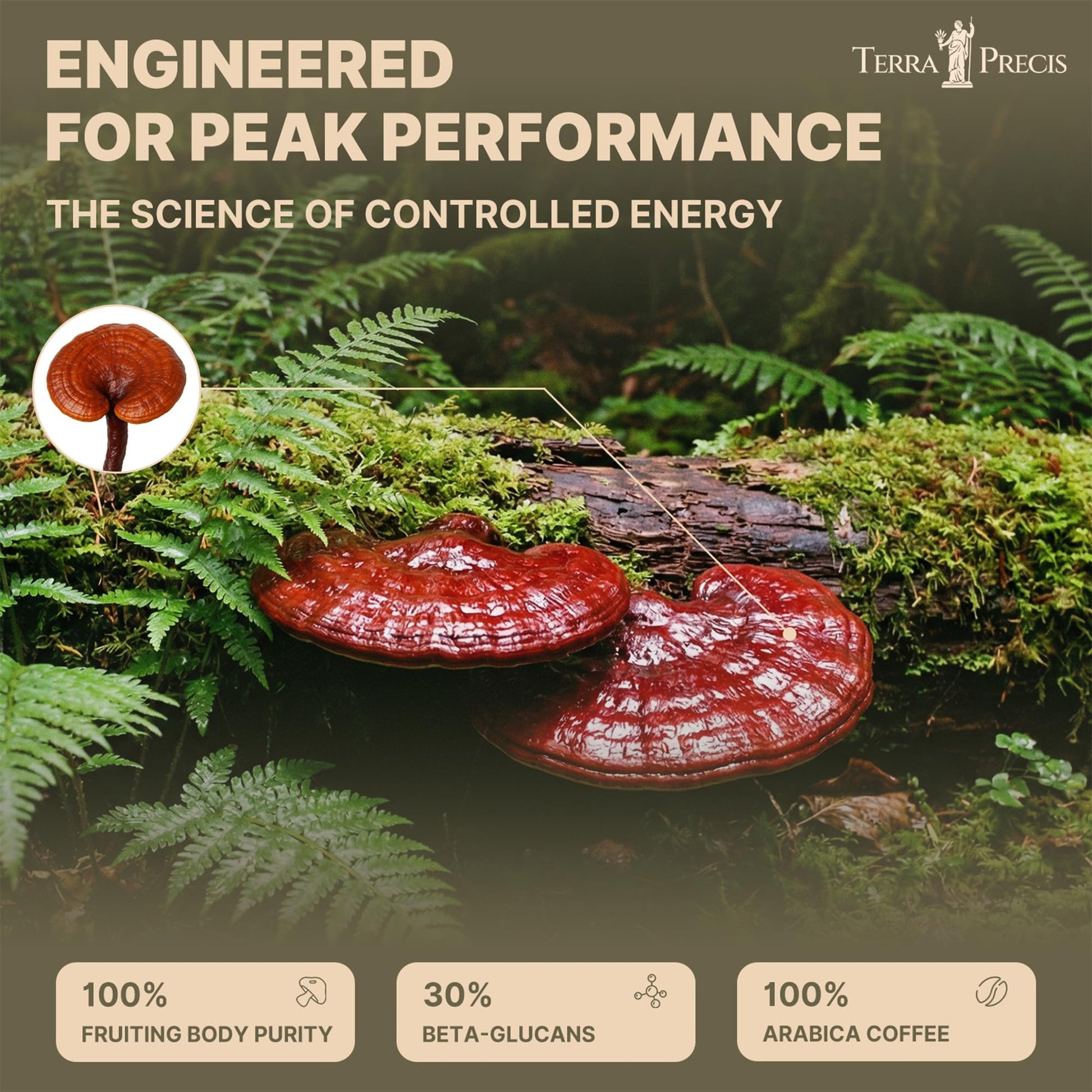 TerraPrecis Mushroom Coffee with 6 Adaptogens Mushrooms Supplement for Organic Lion's Mane&Reishi,Chaga&Other, Instant Coffee with MCT Oil& Arabica for Energy,Focus&Immune Support (30 Servings) TerraPrecisAu supplements