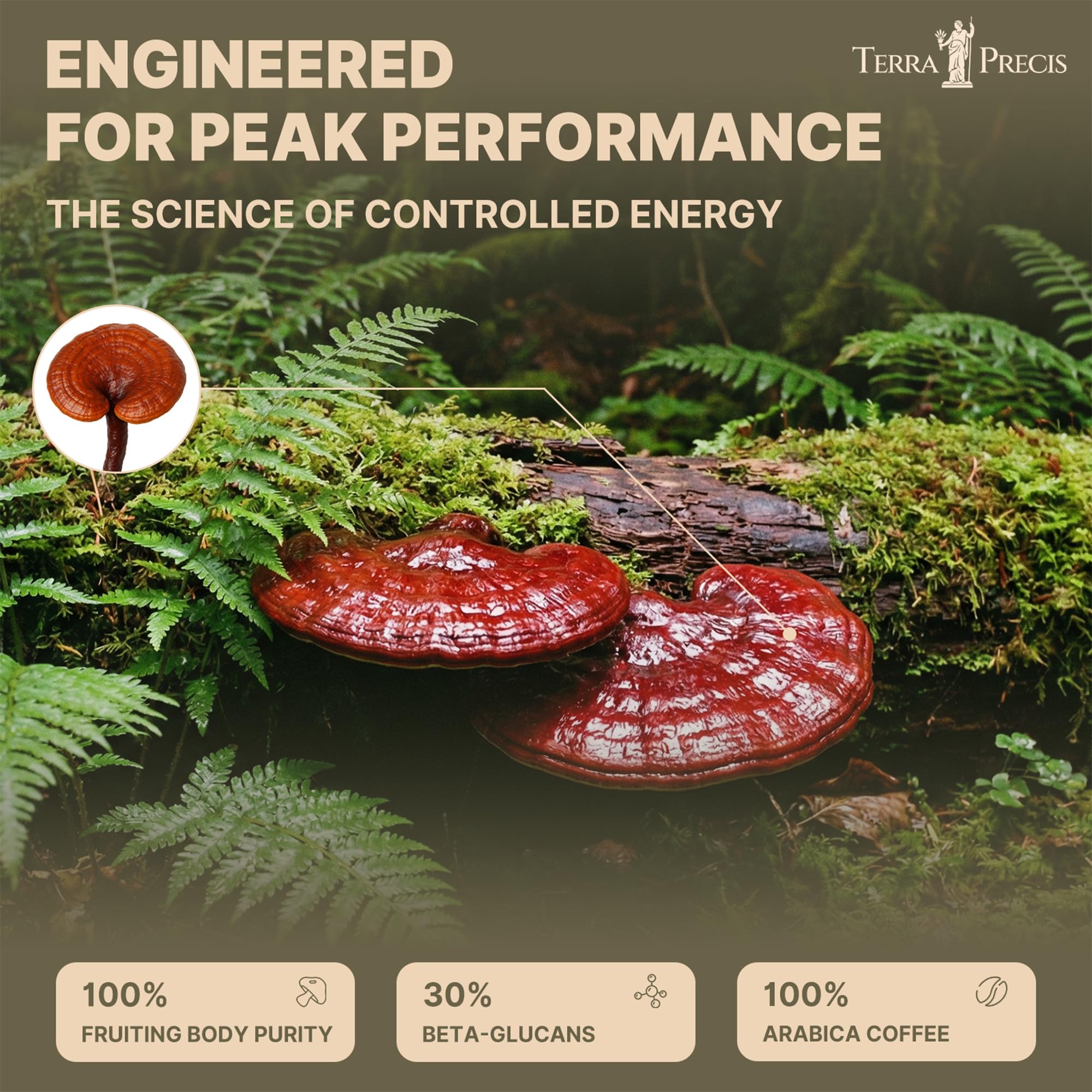 TerraPrecis Mushroom Coffee with 6 Adaptogens Mushrooms Supplement for Organic Lion's Mane&Reishi,Chaga&Other, Instant Coffee with MCT Oil& Arabica for Energy,Focus&Immune Support (30 Servings) TerraPrecisAu supplements