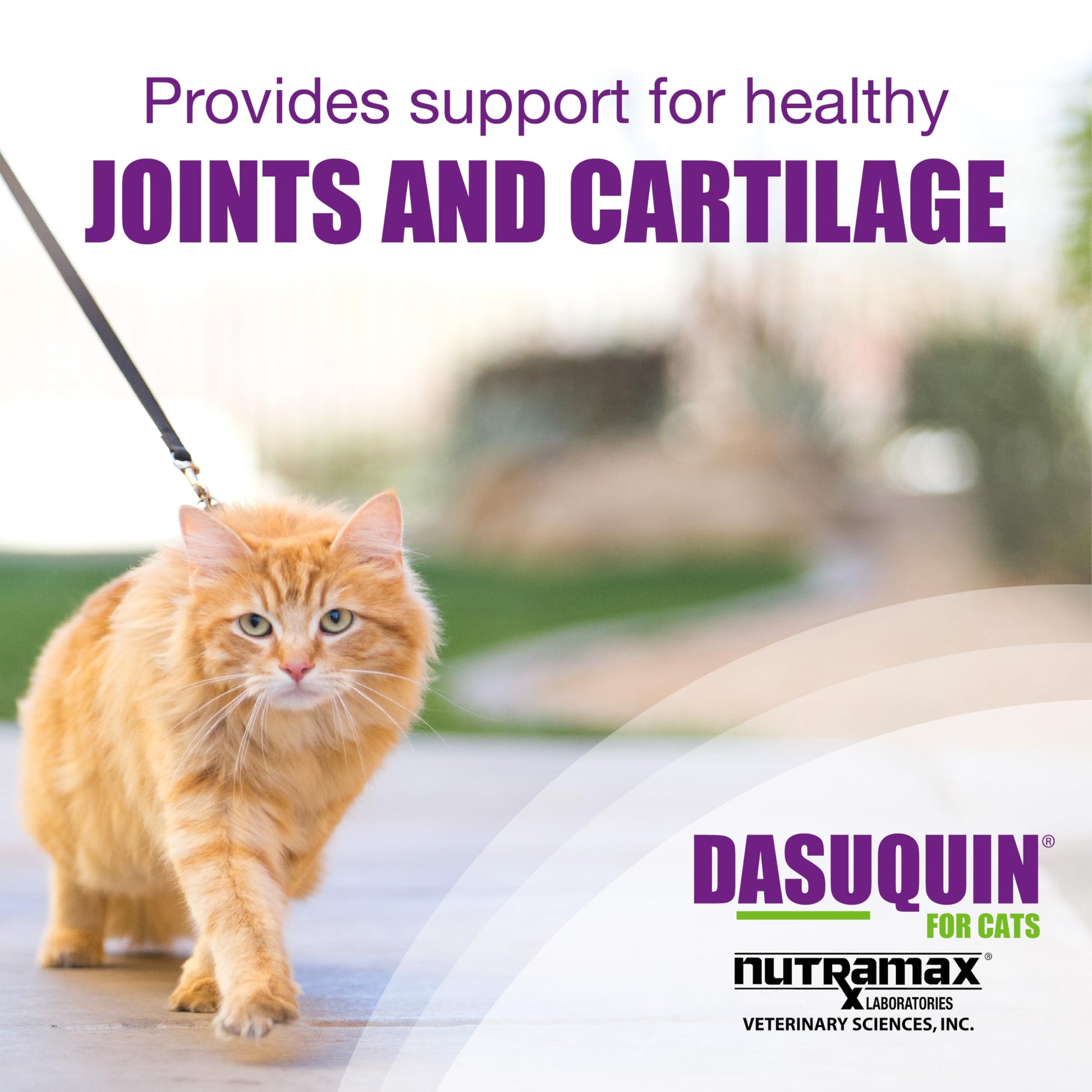 Nutramax Laboratories Dasuquin Joint Health Supplement for Cats - With Glucosamine, Chondroitin, ASU, Boswellia Serrata Extract, and Green Tea Extract, 84 Capsules Nutramax LaboratoriesAu supplements