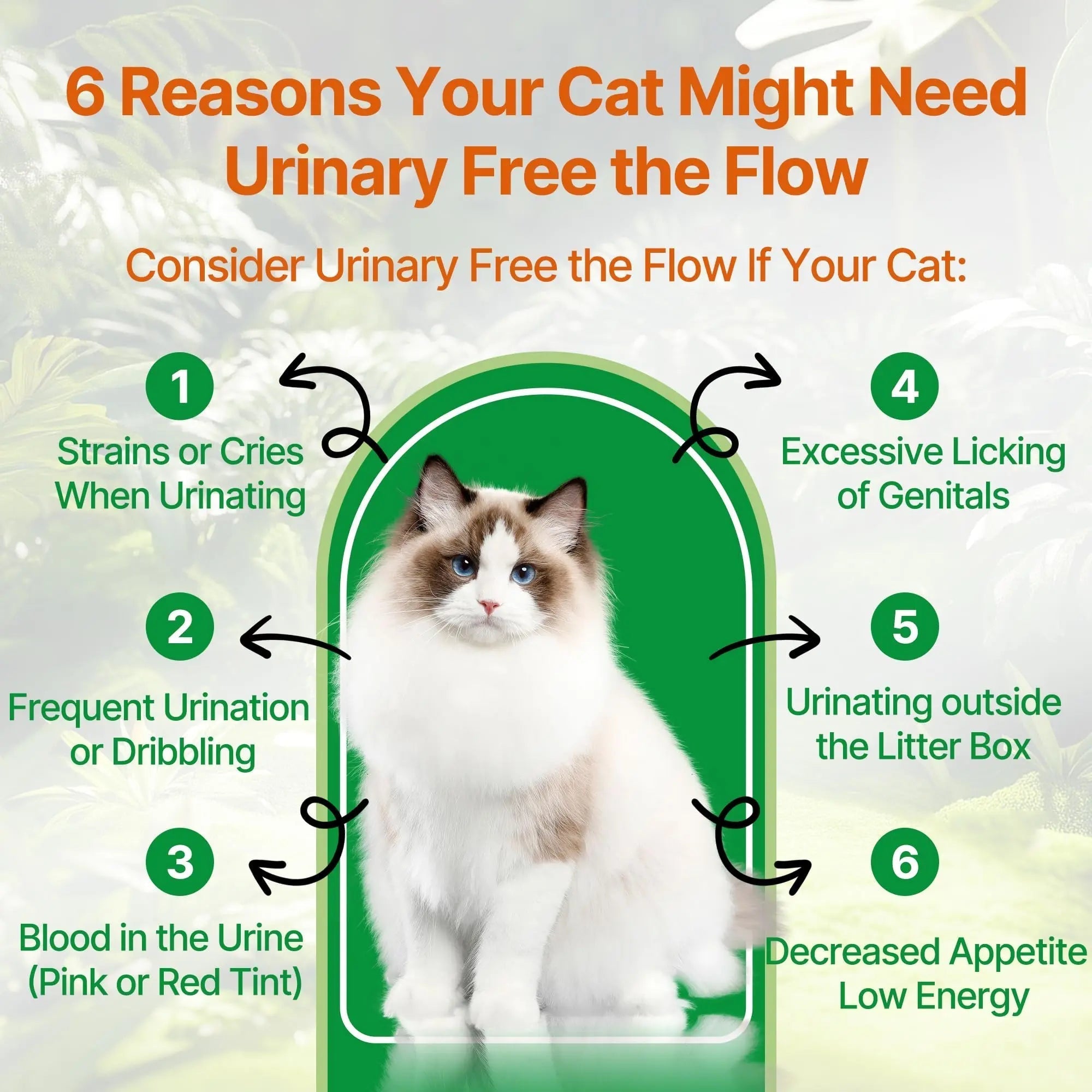 Cat Bladder Remedy for Stones & Crystals, Kidney StonesDissolver forCat- Urinary Free The Flow - Cat Urinary Tract Infection Treatment for Stones, Herbal CatUTI Remedy for Stone Relief & Prevention QanorethAu supplements