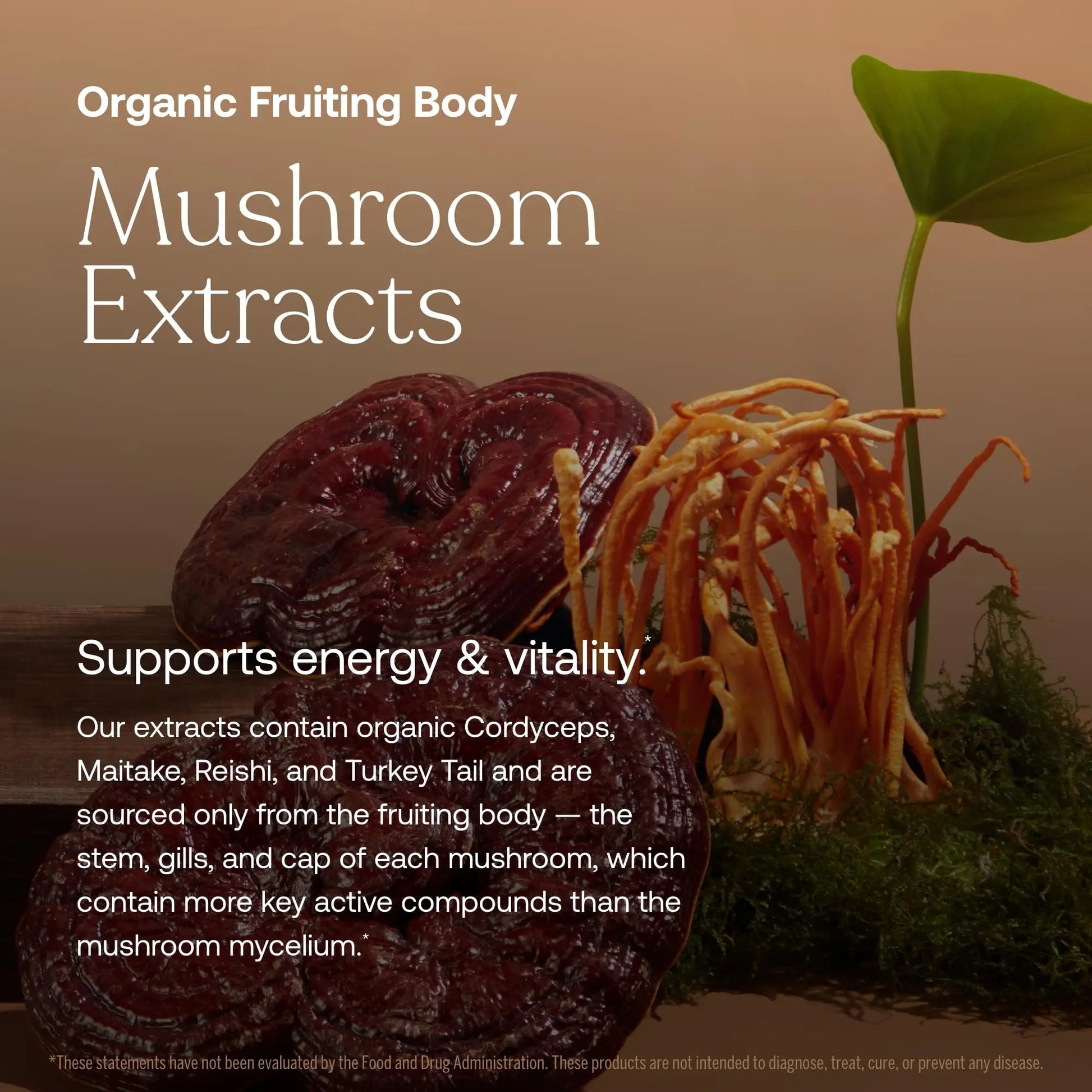 True Grace One Daily Women’s Multivitamin Fermented Minerals, Organic Adaptogens & Mushrooms Whole Body Balance, Immune, Energy, Beauty Support True GraceAu supplements