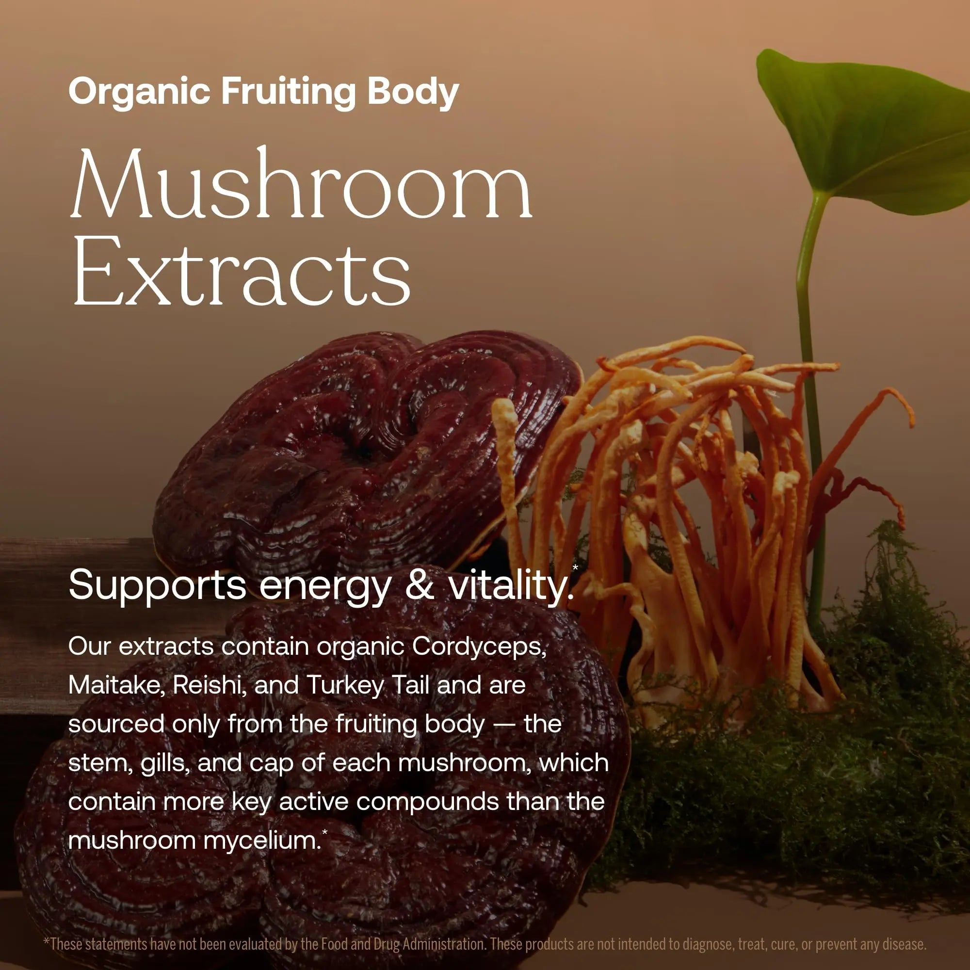 True Grace One Daily Women’s Multivitamin Fermented Minerals, Organic Adaptogens & Mushrooms Whole Body Balance, Immune, Energy, Beauty Support True GraceAu supplements