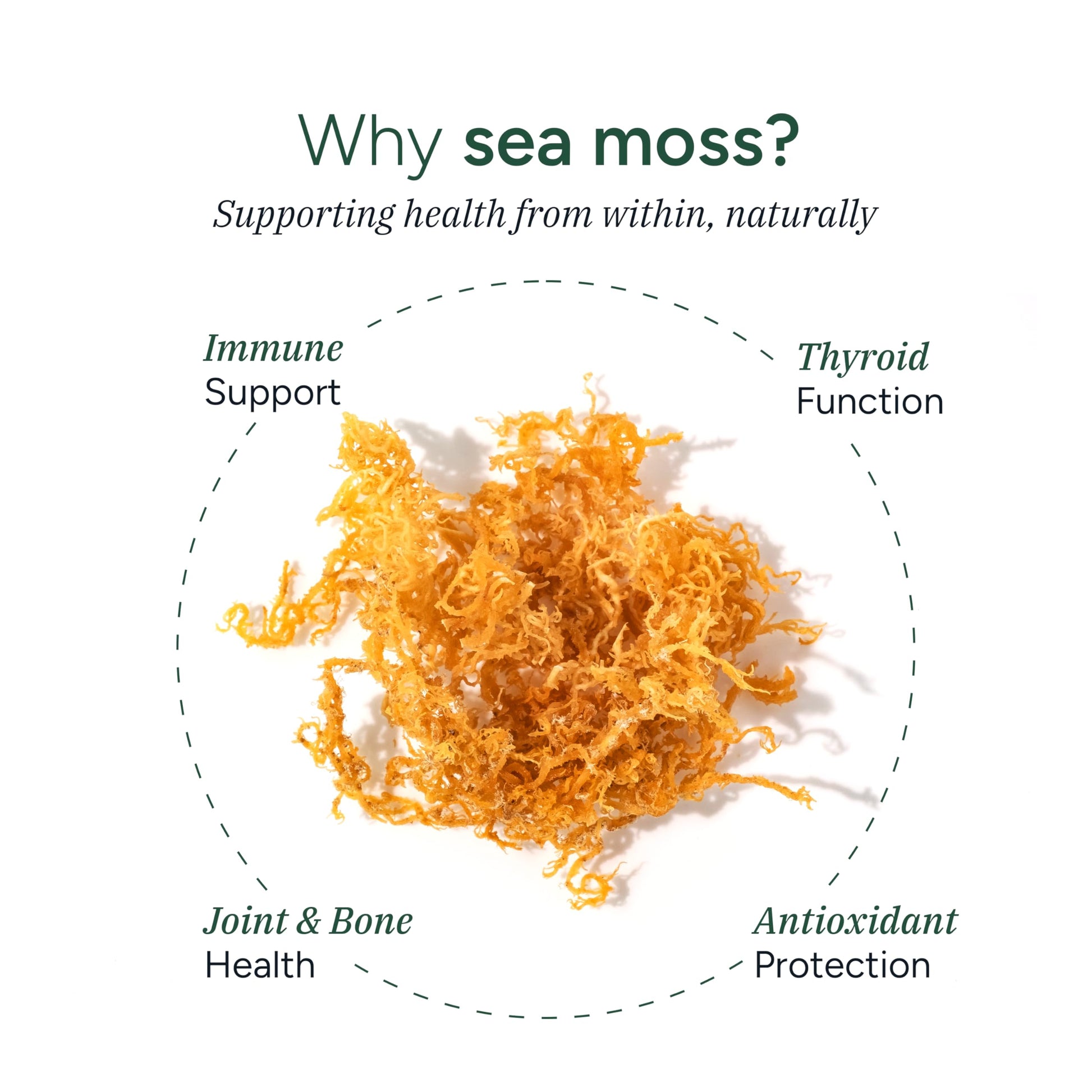 ROOT LABS Sea Moss Gummies I 92+ Minerals I Black Seed Oil I KSM 66 Ashwagandha I Lab Tested I No Added Sugar | for Men, Women I Non-GMO I 100% Natural & Organic I 1600 mg I 120 Gummy ROOT LABSAu supplements