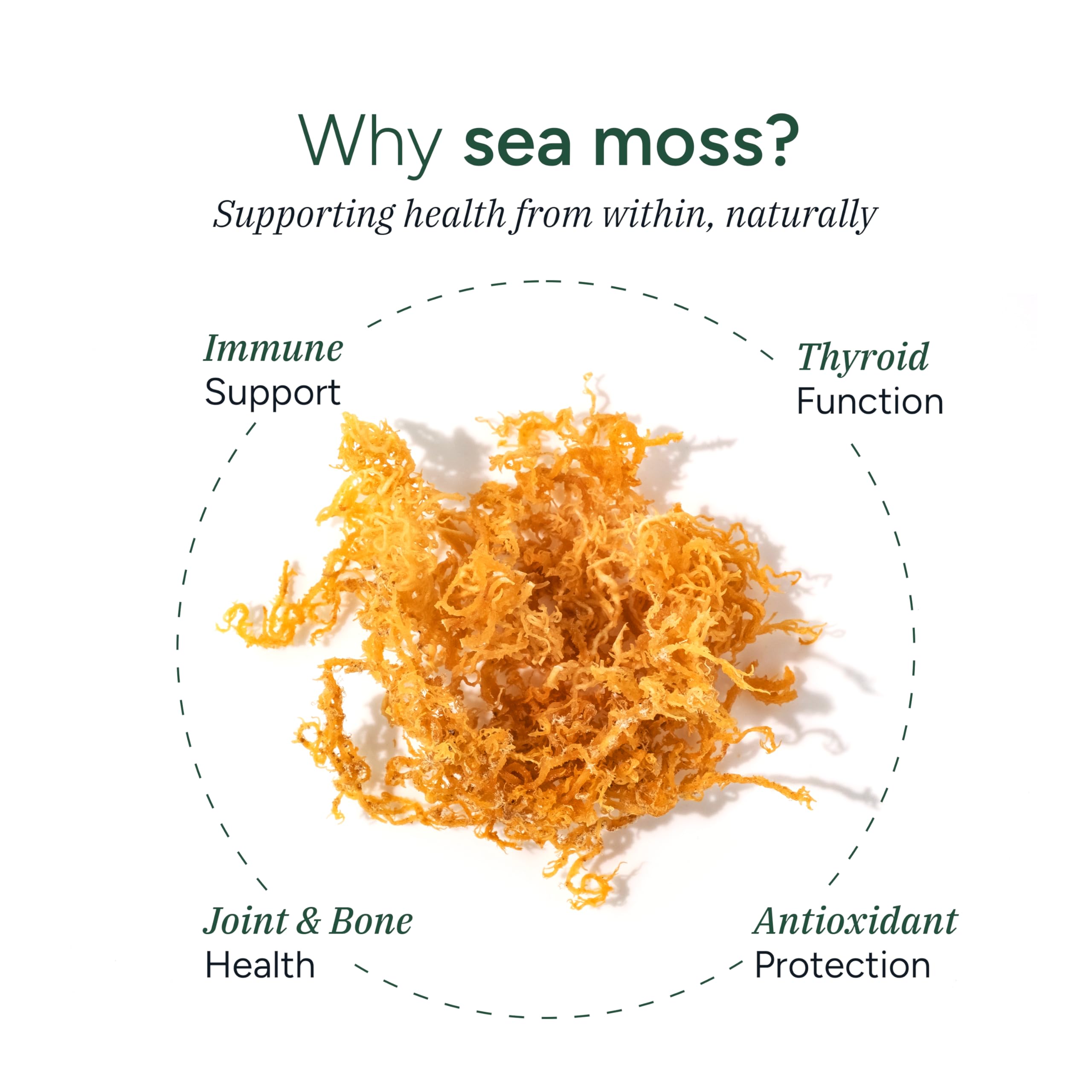 ROOT LABS Sea Moss Gummies I 92+ Minerals I Black Seed Oil I KSM 66 Ashwagandha I Lab Tested I No Added Sugar | for Men, Women I Non-GMO I 100% Natural & Organic I 1600 mg I 120 Gummy ROOT LABSAu supplements