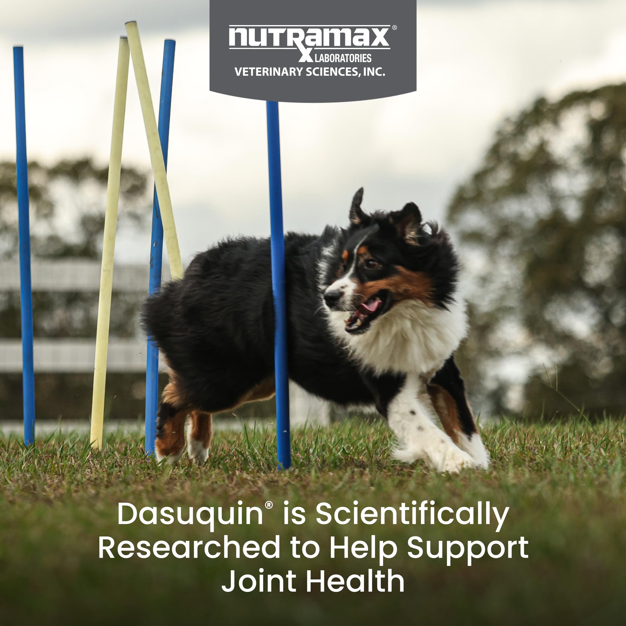 Nutramax Dasuquin for Large Dogs, Joint Health Supplement, Contains Glucosamine for Dogs, Plus Chondroitin, ASU, MSM and More, Supports Healthy Joints, Chewable Tablets, 150 Count Nutramax LaboratoriesAu supplements