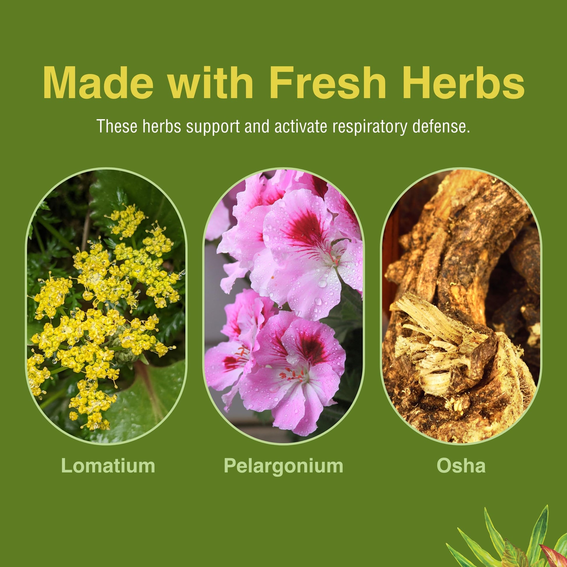 Herbs Etc. Loviral - Lung Health Supplement for Respiratory Defense & Support - Herbal Supplement with Lomatium, Pelargonium & OSHA - Gluten-Free - 60 Softgels (60 Servings) Herbs Etc.Au supplements