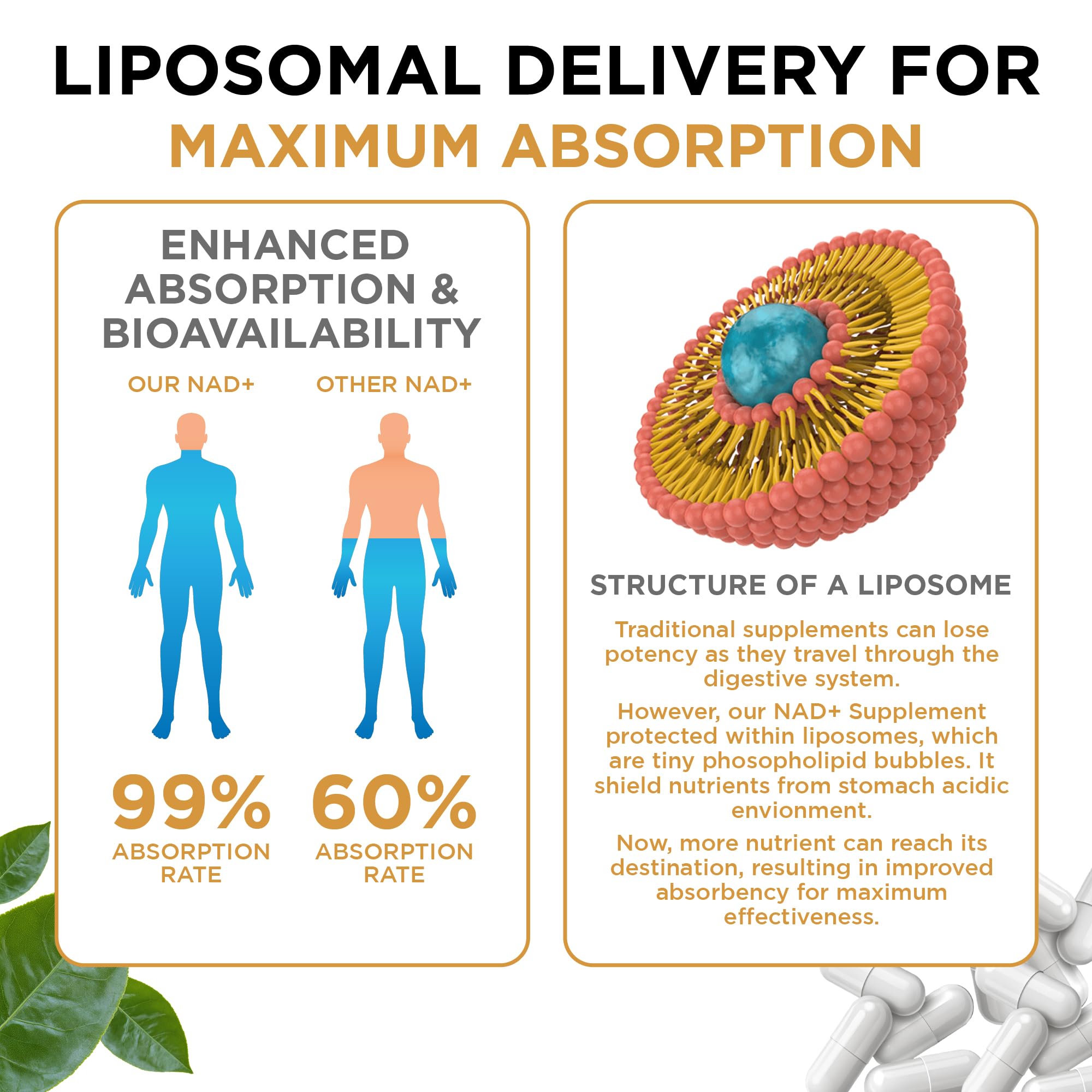 NAD+ Supplement Liposomal Capsules - Max Absorption for Cellular Energy, Healthy Aging, Brain Function & DNA Health - Vegan, Non-GMO, Gluten-Free Supplement - 60 Capsules - Supports NAD Levels AuroraSynthAu supplements
