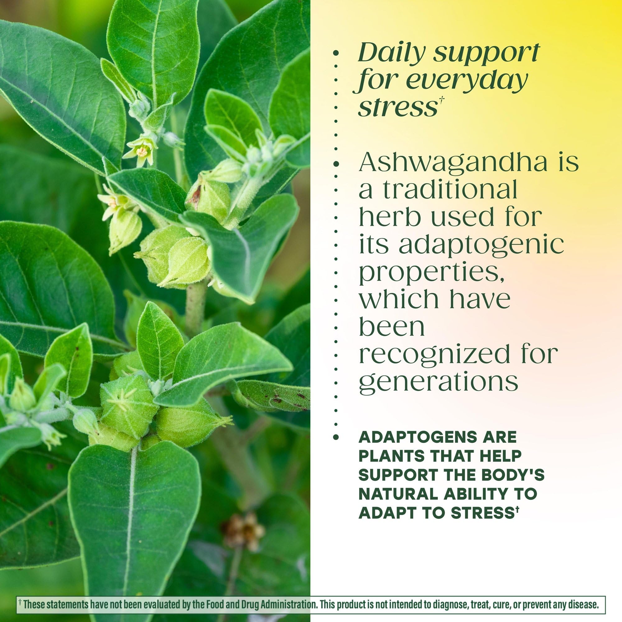 MegaFood Adrenal Strength - Adrenal Support Supplements with Ashwagandha and Magnesium Glycinate, Vitamin C, Holy Basil, Astragalus, Reduces Cortisol Levels - Vegetarian - 60 Tablets (30 Servings) MegaFoodAu supplements