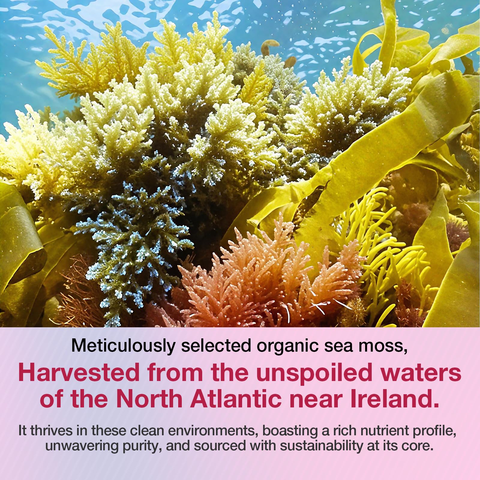 MSLOTAL Irish Sea Moss Gummies with Ashwagandha Bladderwrack and Burdock Root - Natural Irish Seamoss Supplement for Thyroid, Energy, Immune Support - 60 Vegan Gummy MSLOTALAu supplements