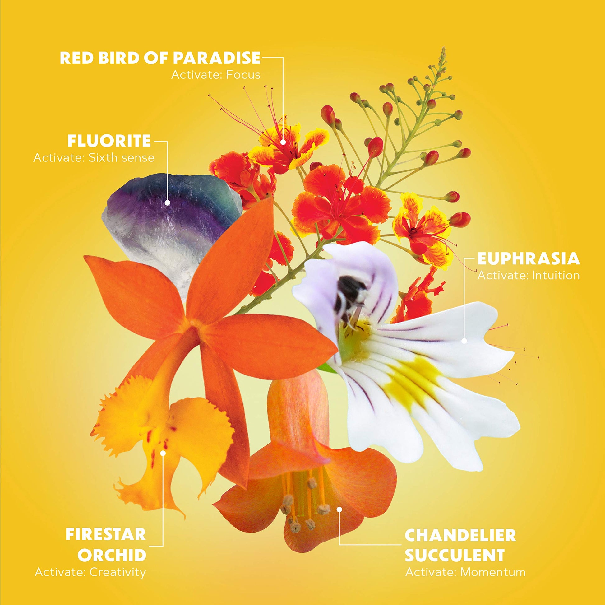 LOTUSWEI Inspired Action Flower Essence Elixir – Enhance Focus, Concentration, Mental Clarity & Creativity – Flower Remedy Supplement LOTUSWEIAu supplements