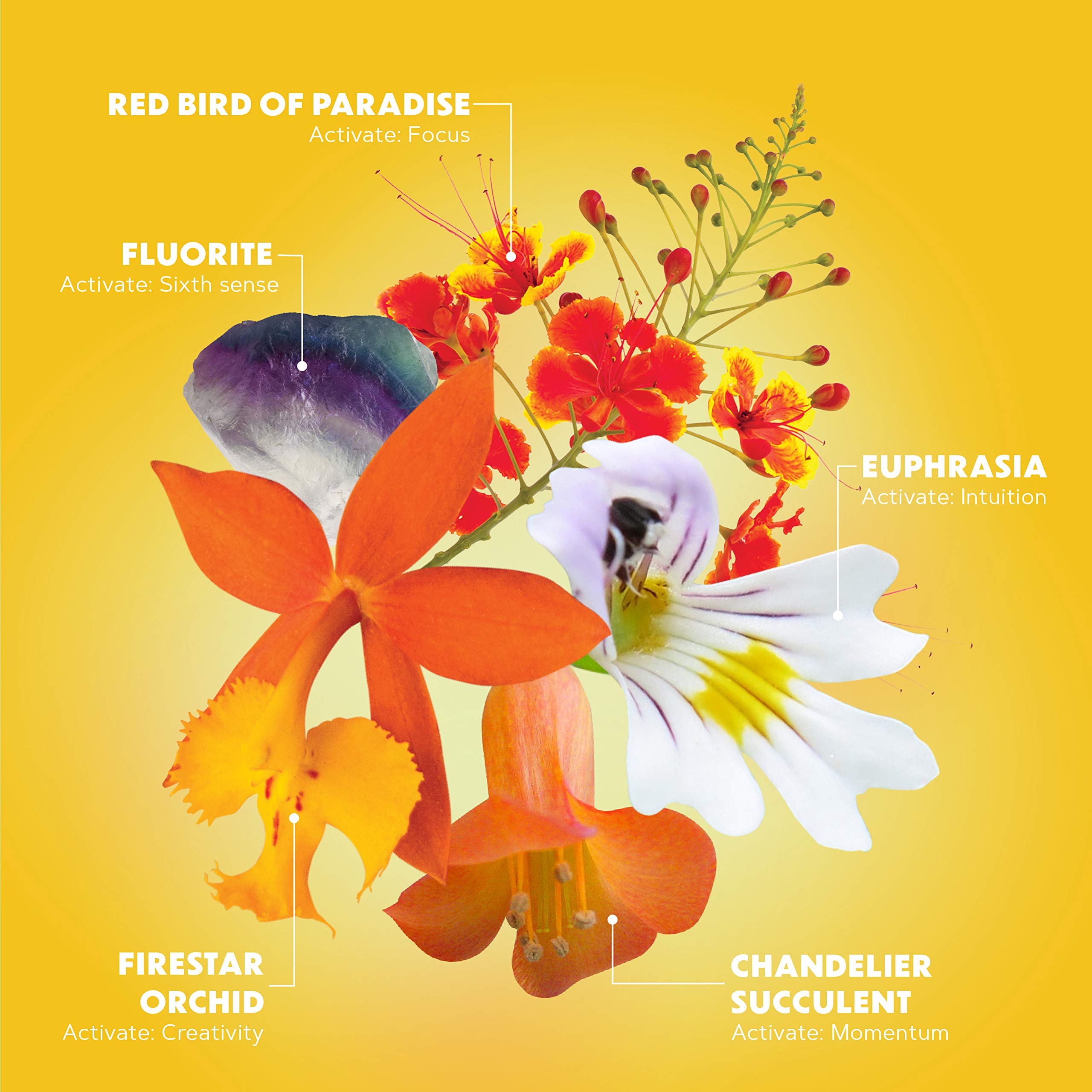 LOTUSWEI Inspired Action Flower Essence Elixir – Enhance Focus, Concentration, Mental Clarity & Creativity – Flower Remedy Supplement LOTUSWEIAu supplements