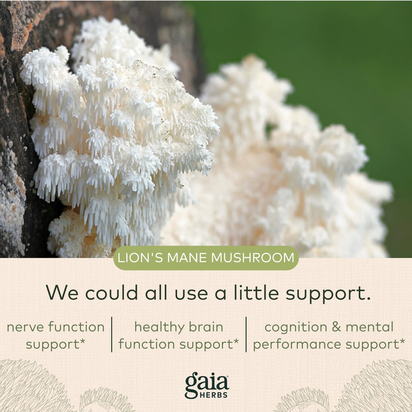 Gaia Herbs Organic Lion’s Mane Mushroom - Brain and Nerve Support Supplement Gaia HerbsUS supplements