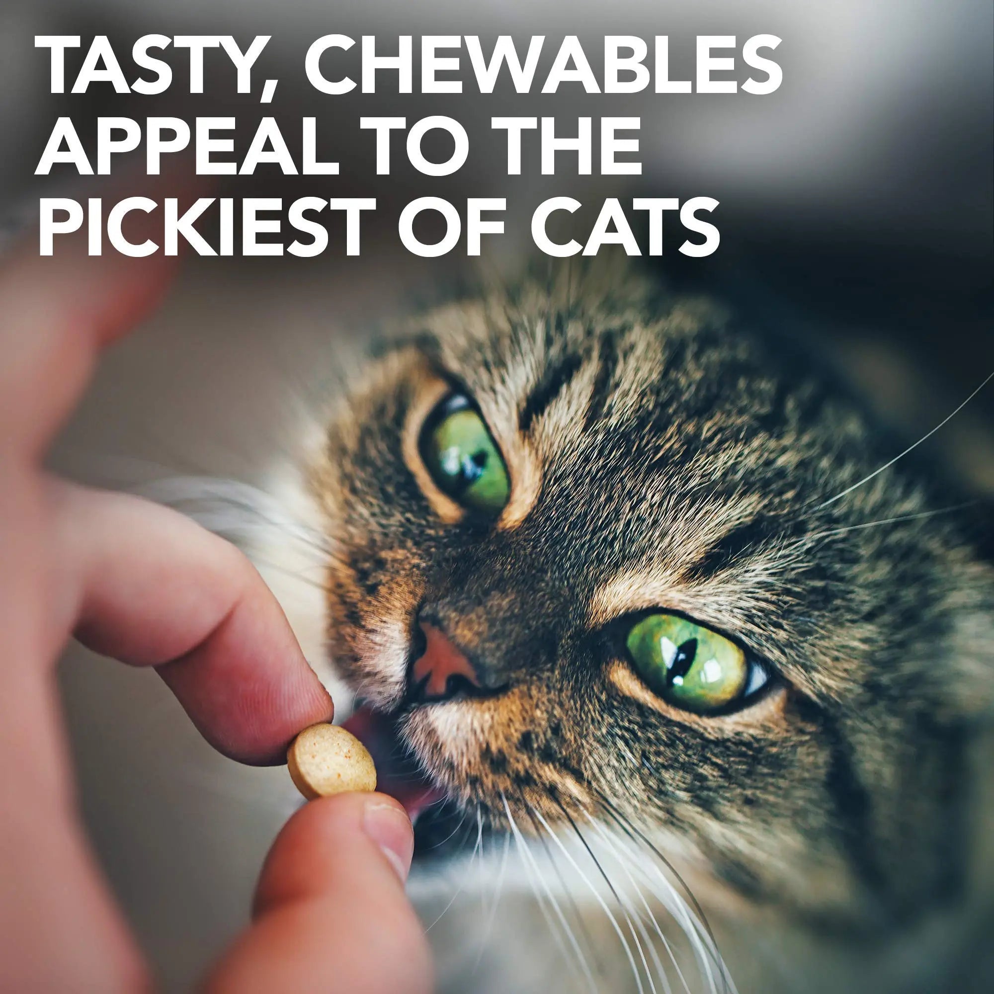 Vet's Best Cat Urinary Supplement, Urinary Tract Support Chewable for Cats, Supports A Healthy Urinary Tract in Cats, 60 Chewable Tablets Vet's BestAu supplements