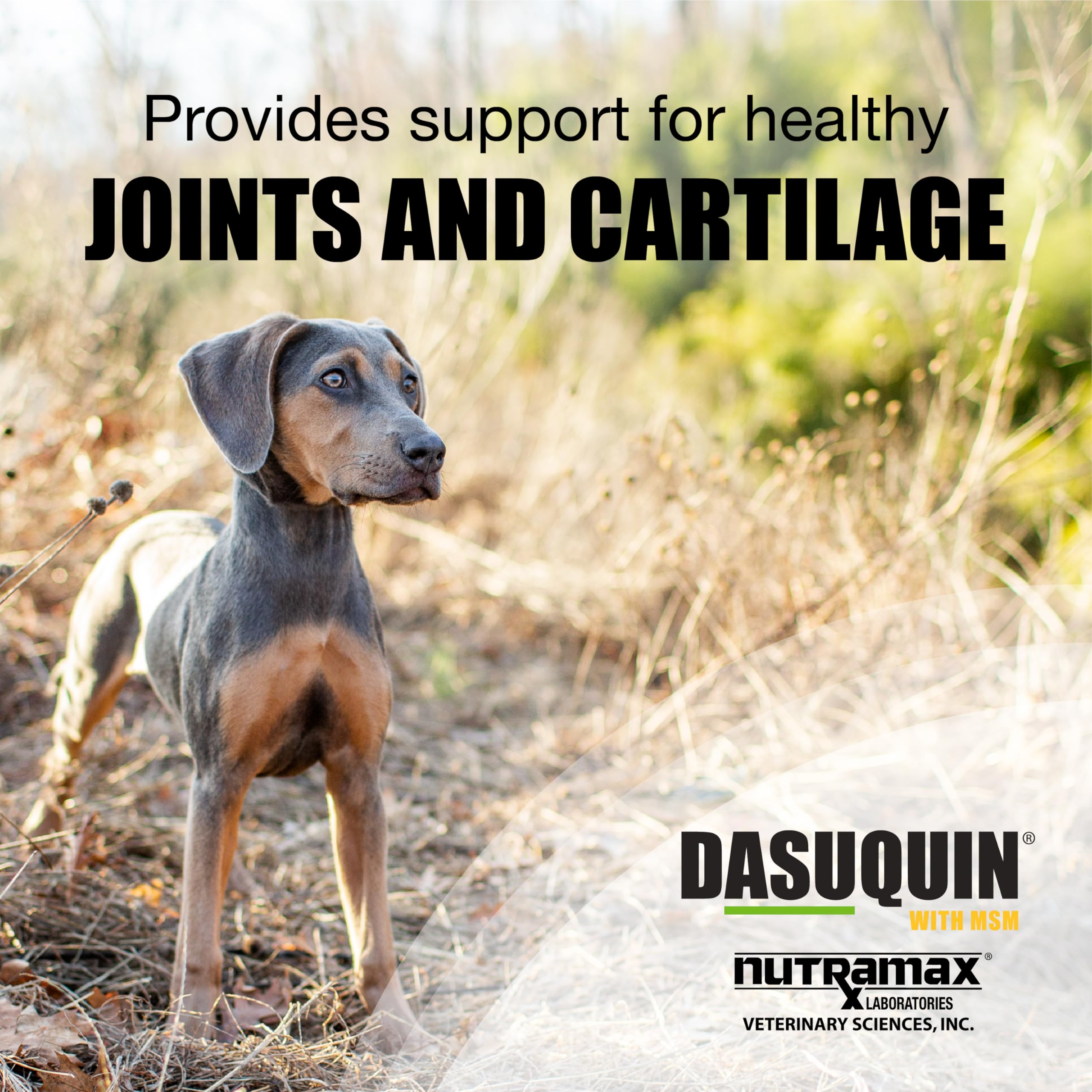 Nutramax Dasuquin for Small to Medium Dogs, Joint Health Supplement, Contains Glucosamine for Dogs, Plus Chondroitin, ASU, MSM and More, Supports Healthy Joints, Chewable Tablets, 84 Count Nutramax LaboratoriesAu supplements