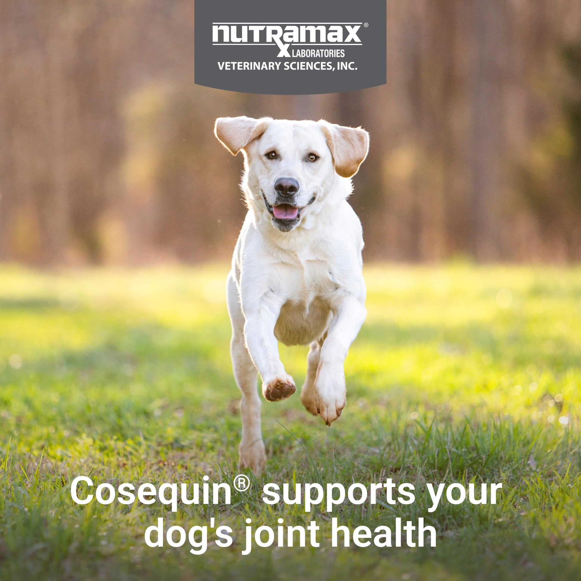 Nutramax Cosequin for Dogs Joint Health Supplement, Contains Glucosamine for Dogs, Chondroitin, MSM and Omega-3s, Supports Joint and Skin and Coat Health, Soft Chews, 60 Count Nutramax LaboratoriesAu supplements