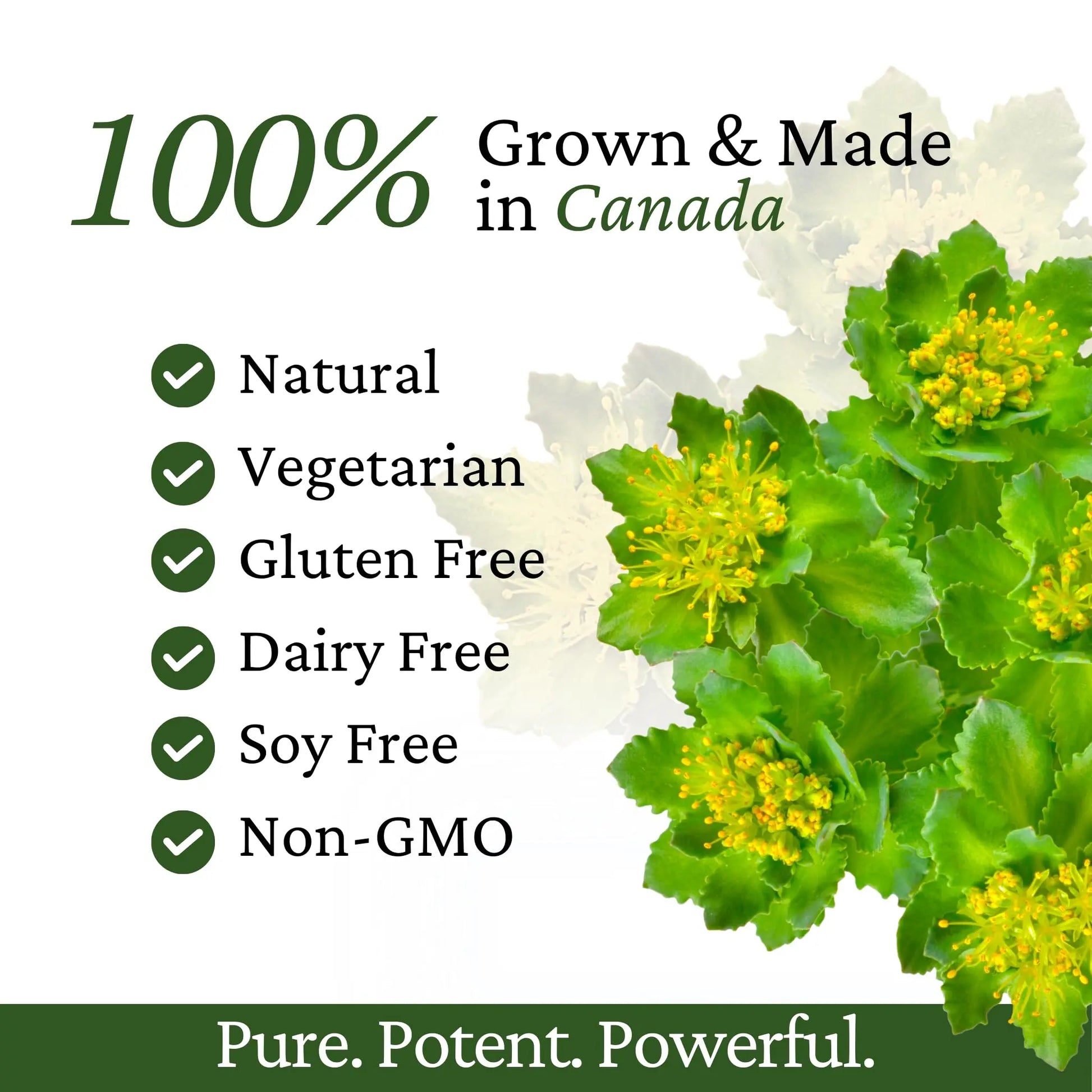 Immune Support, Energy Booster with Vitamin C, D3 and Zinc Supplement, Rhodiola Rosea, Reishi Mushroom Extract, Astragalus, Overall Wellness and Daily Habit - 60 Capsules RhozivaAu supplements
