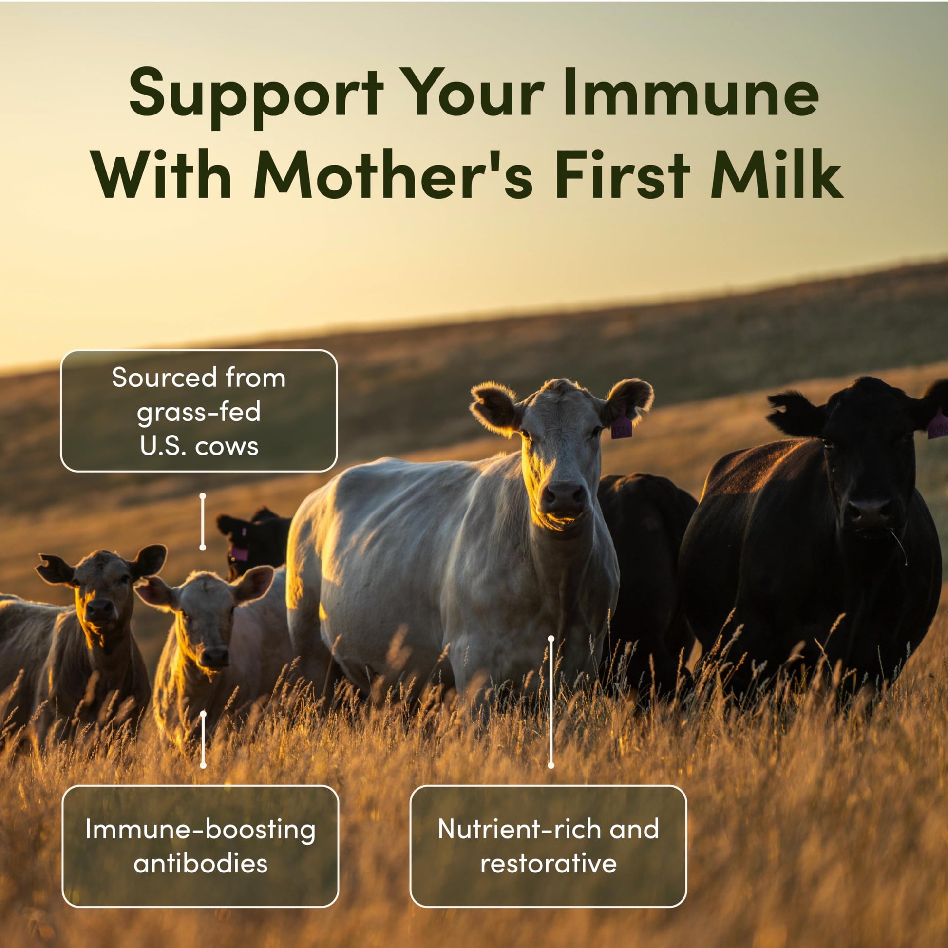 Rhea Bovine Colostrum Supplement for Women, Colostrum Capsules for Gut Health, Digestion, Bloating, Beauty, Immune Support, Bovine Colostrum for Humans, Colostrum Pills (60caps) RHEASILVIAAu supplements