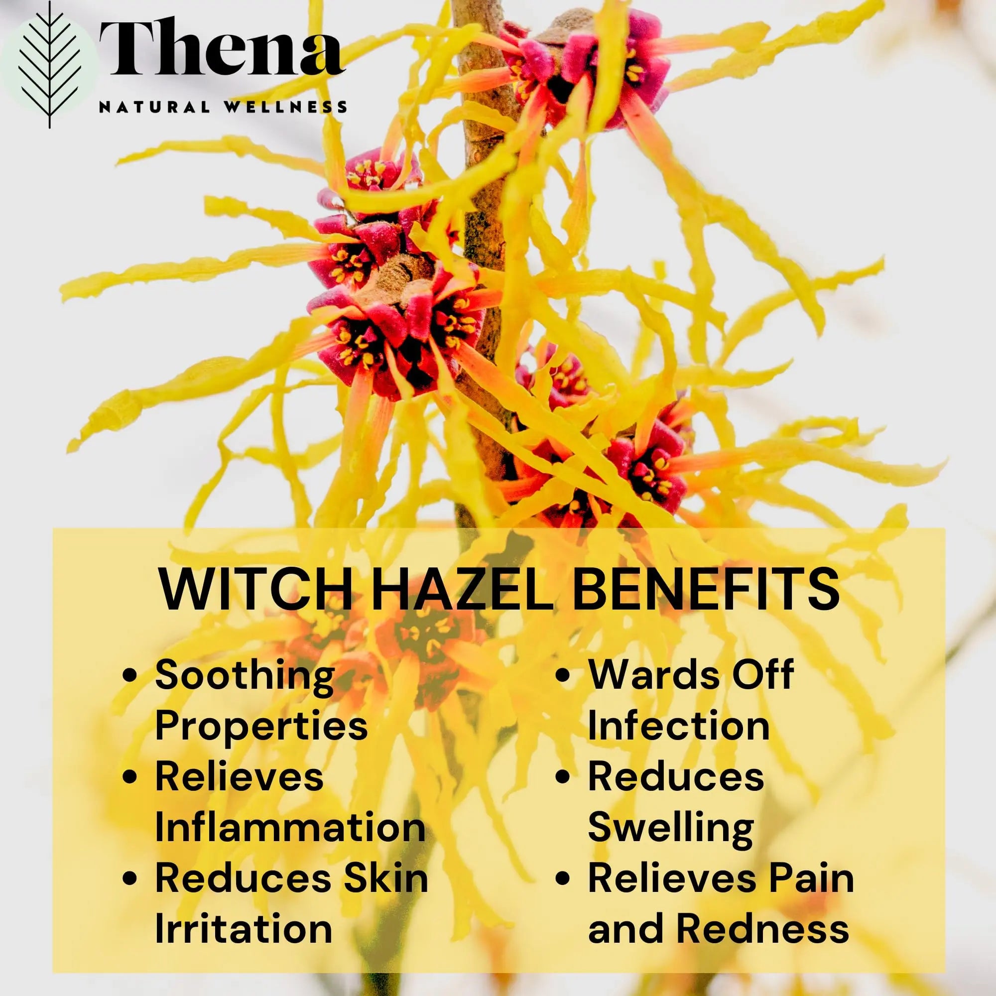 Intense Hemorrhoid Treatment Natural Hemorrhoid Relief Cream, Max Strength Herbal Anal Fissure Relief Ointment with Organic Witch Hazel for Postpartum Piles, Best with Thena Sitz Bath Soak Women Men THENA Natural WellnessAu supplements