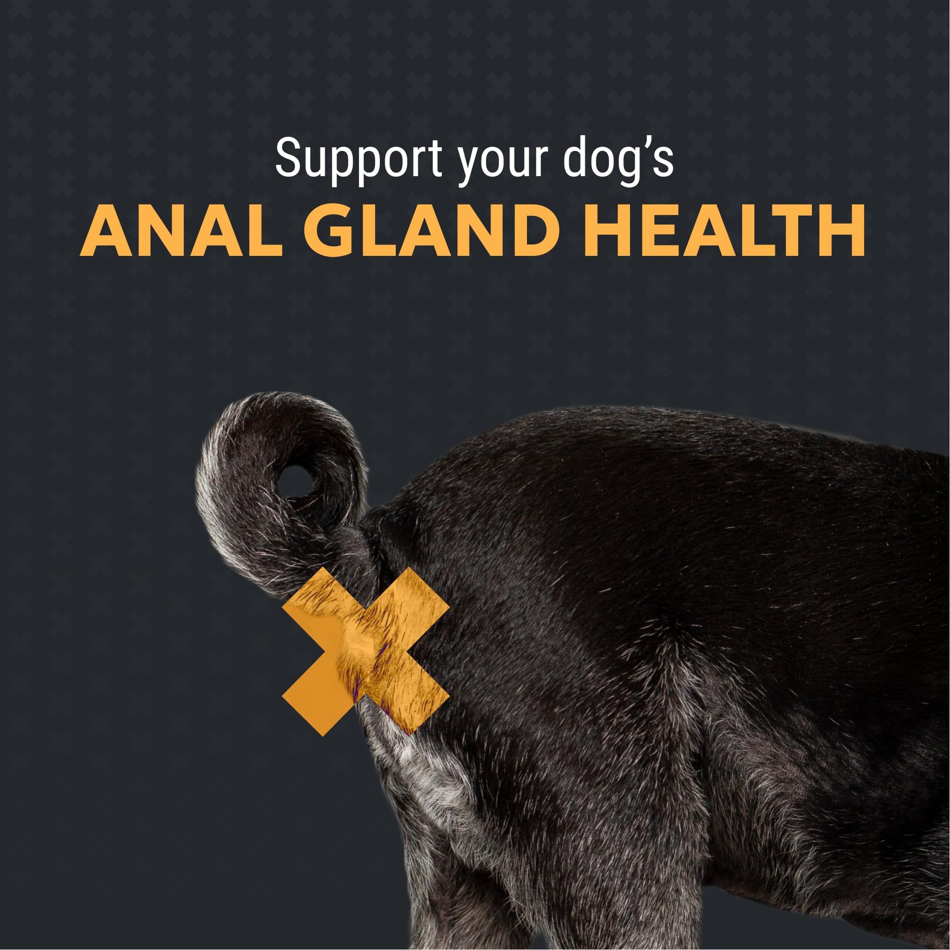 Nutramax Filaquin Anal Gland Supplement for Dogs, from The Same Company as Cosequin & Proviable, with Pre & Postbiotics and Psyllium Husk Fiber to Support Anal Gland Health, 90 Count Soft Chews Nutramax LaboratoriesAu supplements