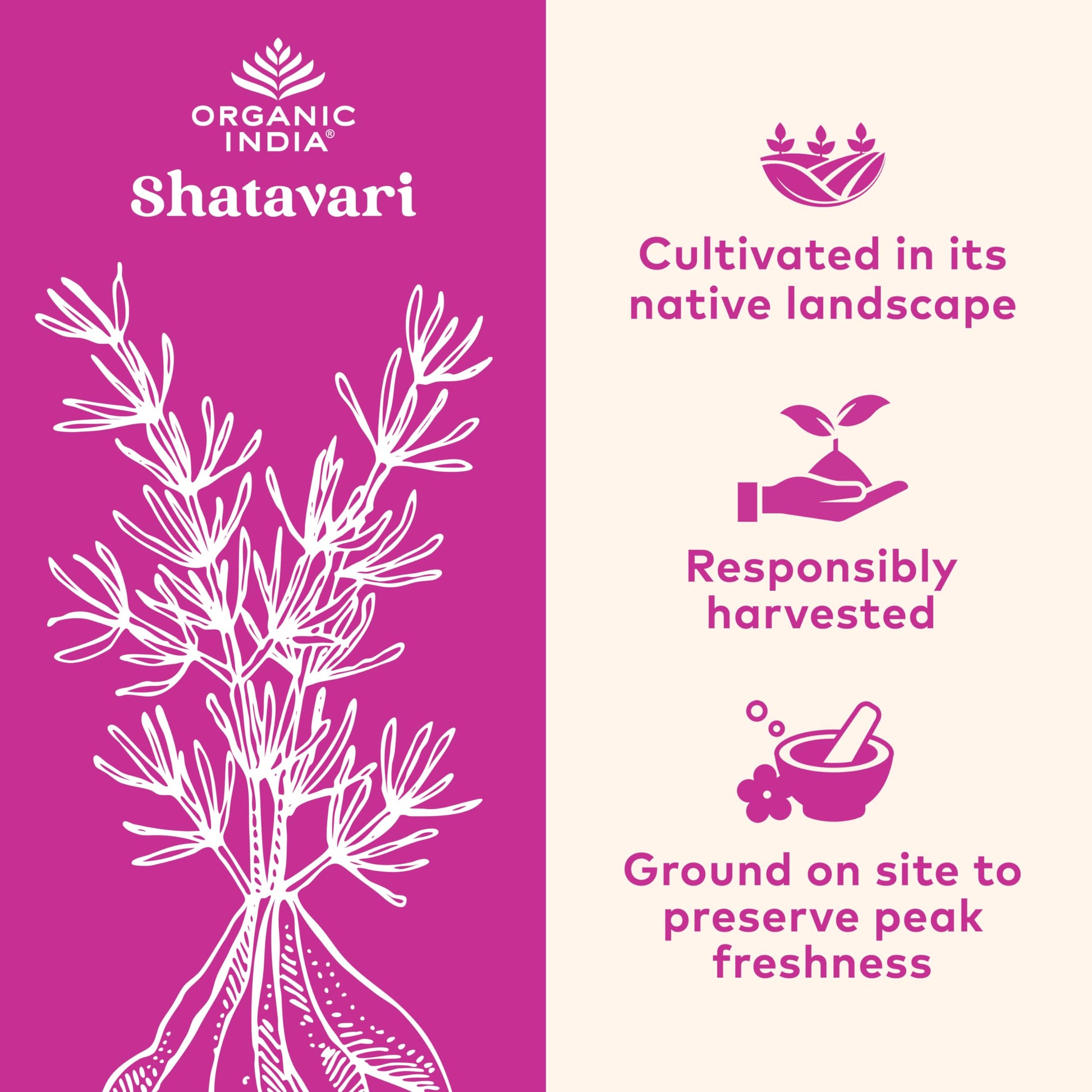 ORGANIC INDIA Shatavari Herbal Supplement - Supports Hormonal Balance, Immune and Inflammatory Response, Vegan, Gluten-Free, USDA Organic, Supports Reproductive Health - 90 Capsules ORGANIC INDIAAu supplements