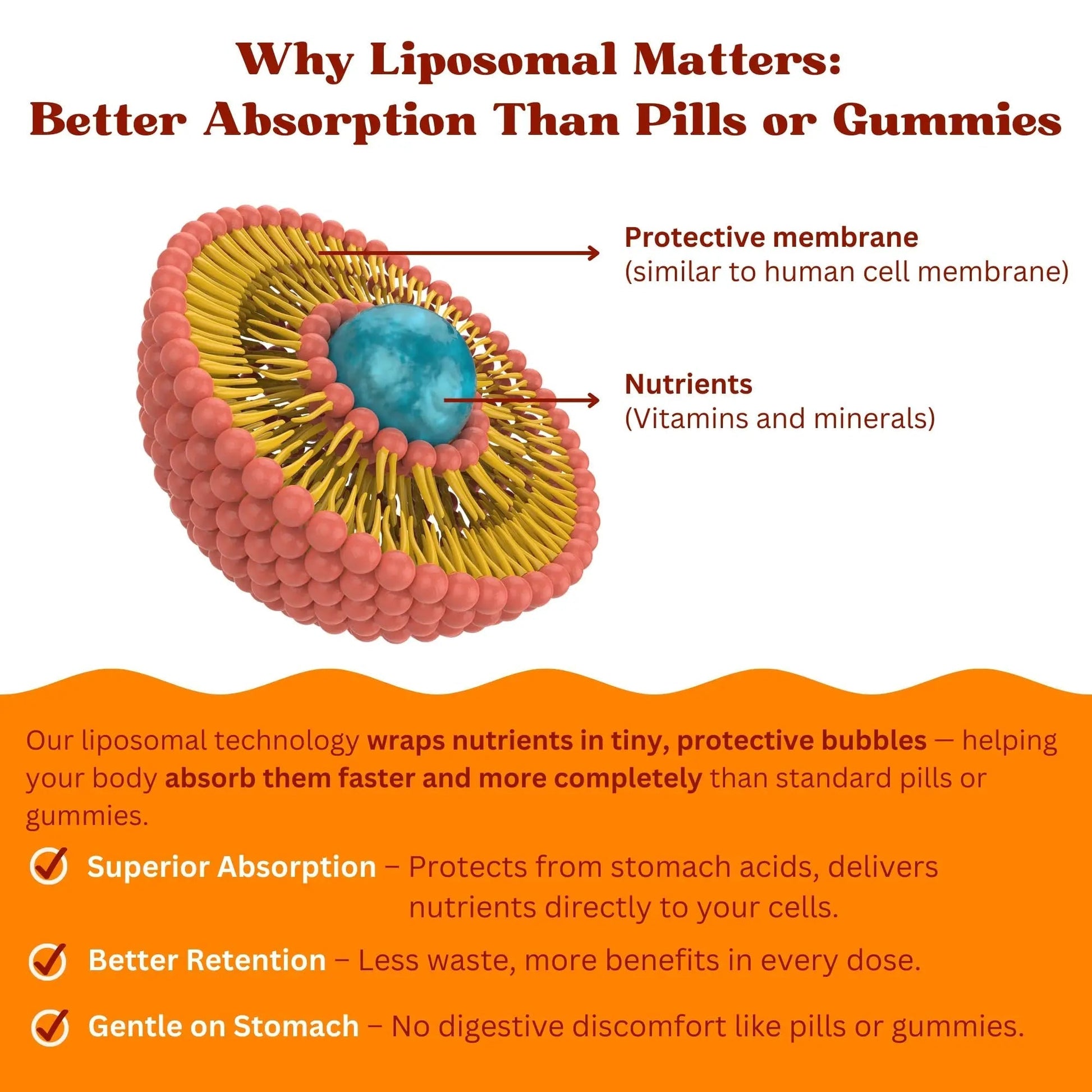 Vitaminally Women’s 50+ Liposomal Liquid Multivitamin – 16 Essential Vitamins & Minerals for Energy, Bone & Immune Support VitaminallyAu supplements