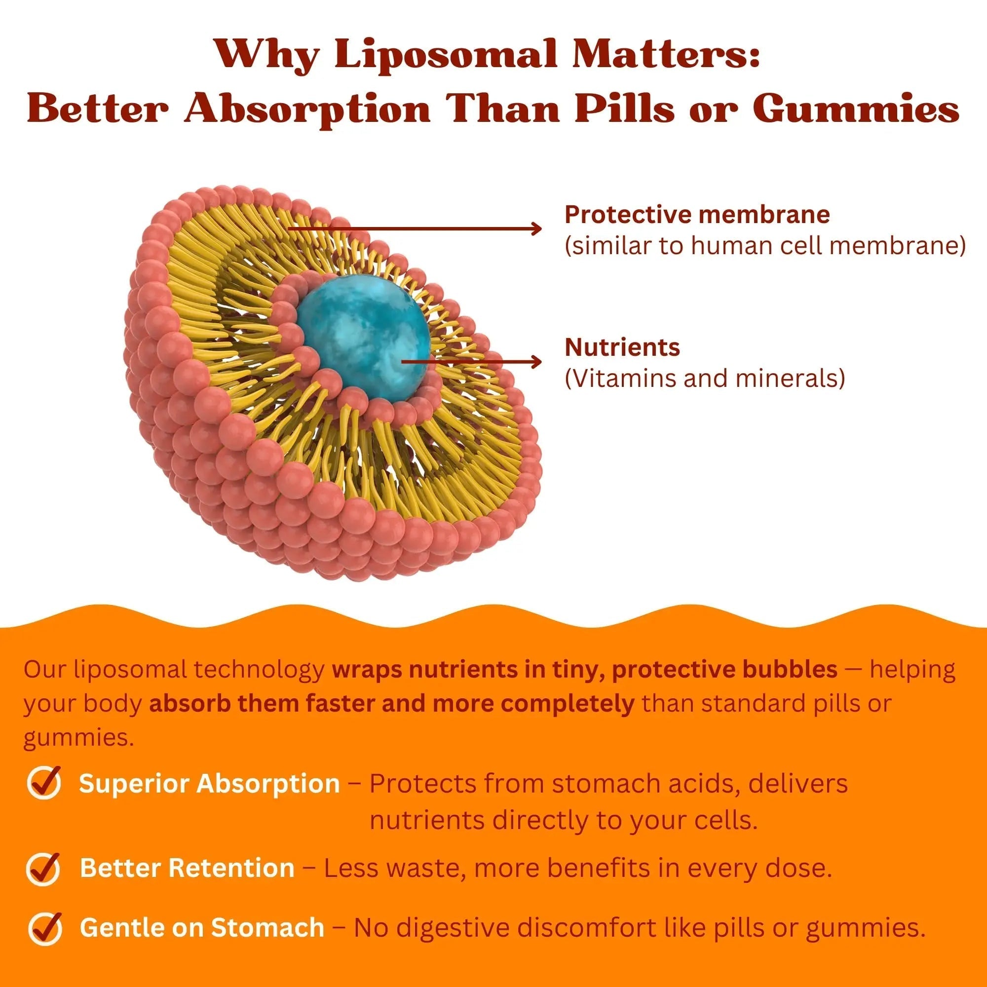 Vitaminally Women’s 50+ Liposomal Liquid Multivitamin – 16 Essential Vitamins & Minerals for Energy, Bone & Immune Support VitaminallyAu supplements