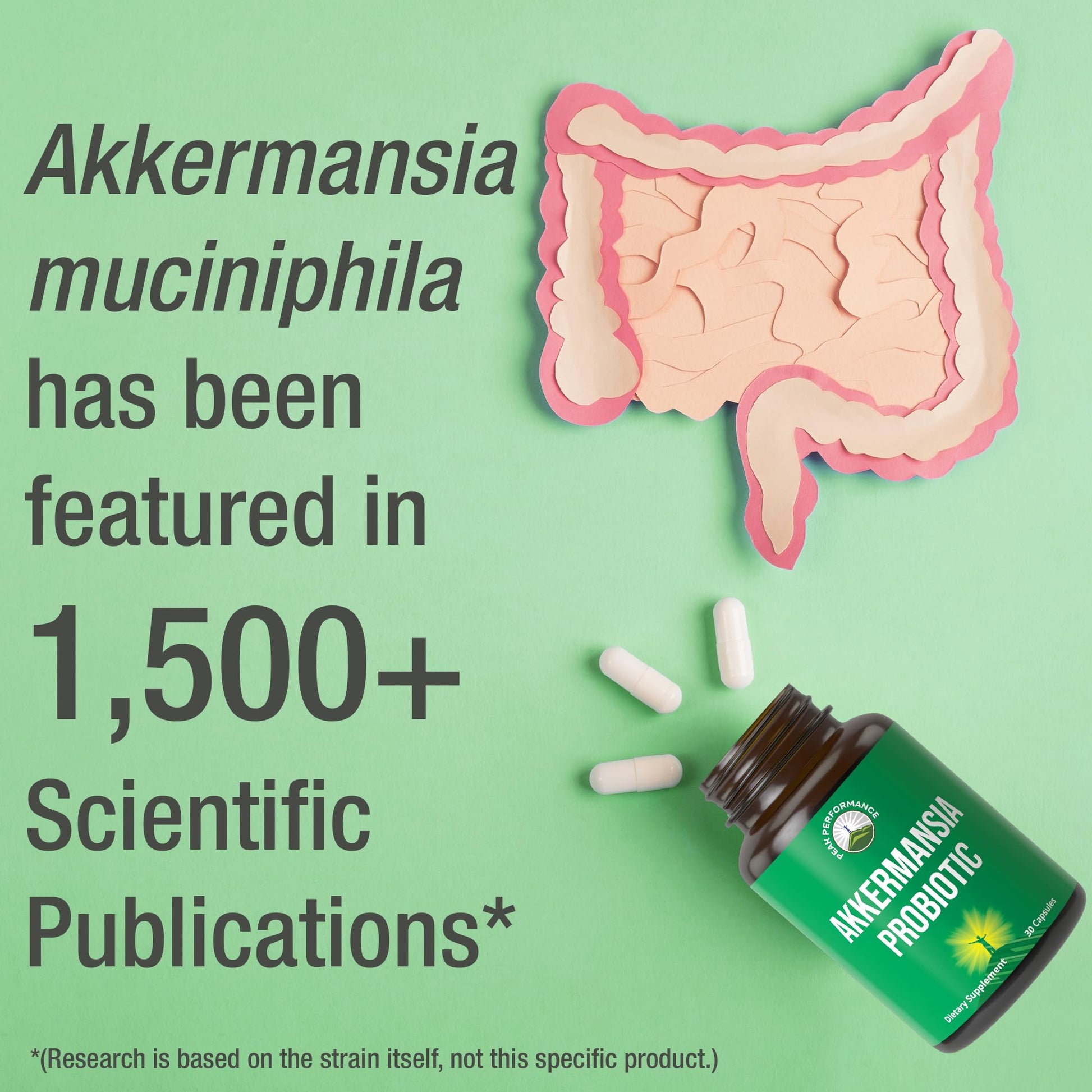 Akkermansia Probiotic to Increase GLP-1 Production. Ultra High Strength Akkermansia Muciniphila Live Strain with Prebiotic Fiber for Gut Health & Microbiome Balance. Delayed Release, 3rd Party Tested Peak PerformanceAu supplements