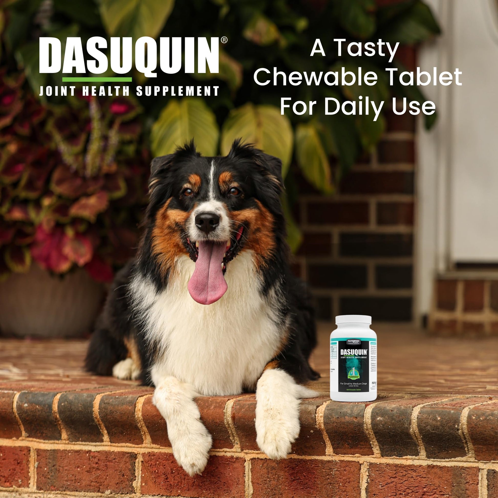 Nutramax Dasuquin for Small to Medium Dogs, Joint Health Supplement, Contains Glucosamine for Dogs, Plus Chondroitin, ASU and More, Supports Healthy Joints, Chewable Tablets, 150 Count Nutramax LaboratoriesAu supplements