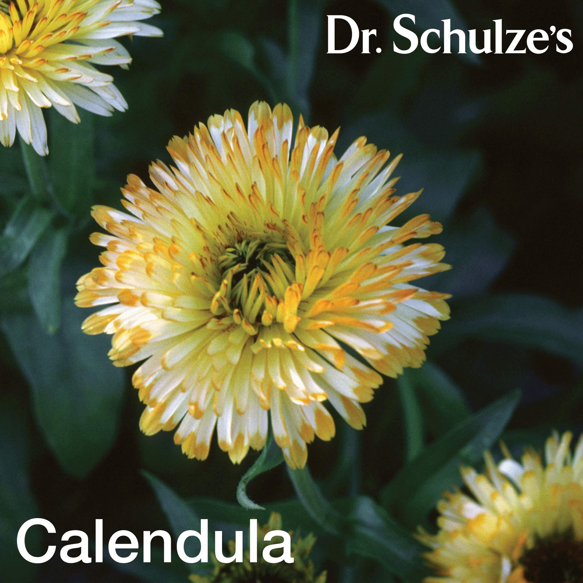 Dr. Schulze's Deep Tissue Oil | Powerful Herbal Support for Muscles, Tendons and Joints Dr. Schulze'sUS supplements
