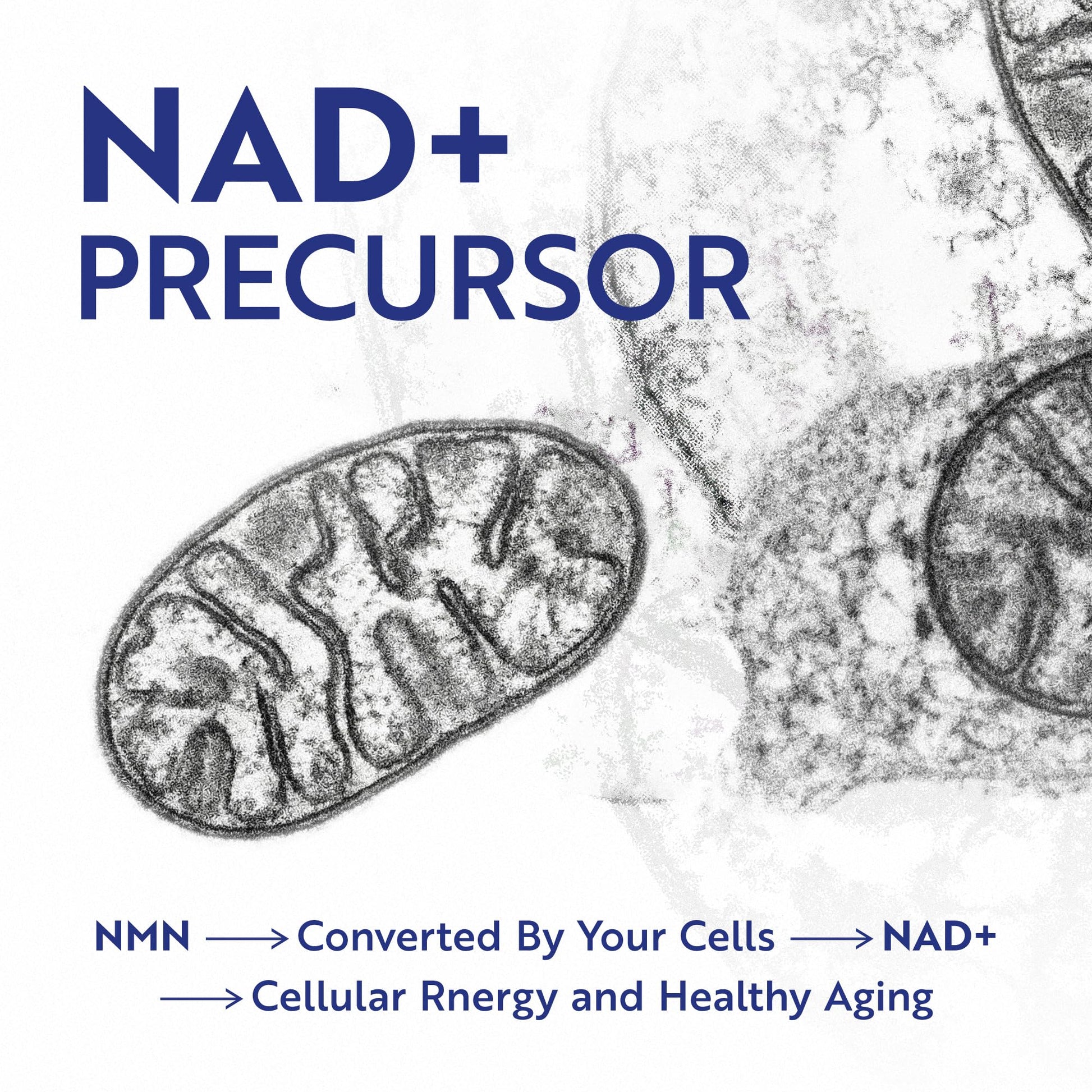 NMN Supplement 500mg | 99% Pure | NAD+ Precursor for Cellular Energy, Longevity, Repair, and Healthy Aging Support | Third-Party Tested & Non-GMO | Nicotinamide Mononucleotide | 60 NMN Capsules Nobi NutritionAu supplements