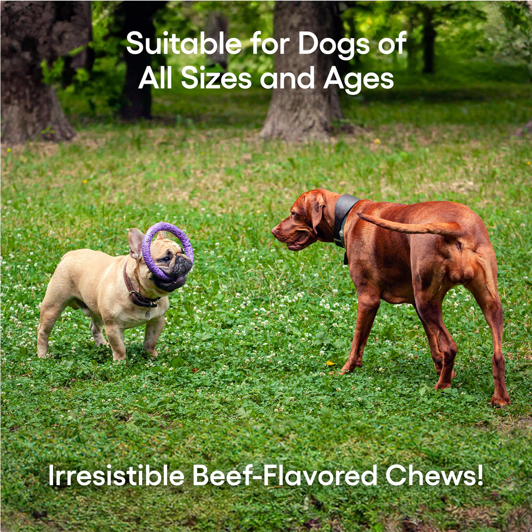 ecoNugenics PectaPaws Chewable Dog Supplements – Beef Flavor, 90 Count – PectaSol Modified Citrus Pectin + Glucosamine HCI for Dogs of All Ages, Supports Mobility, Joints, Immune Function, Pain Relief EcoNugenicsAu supplements