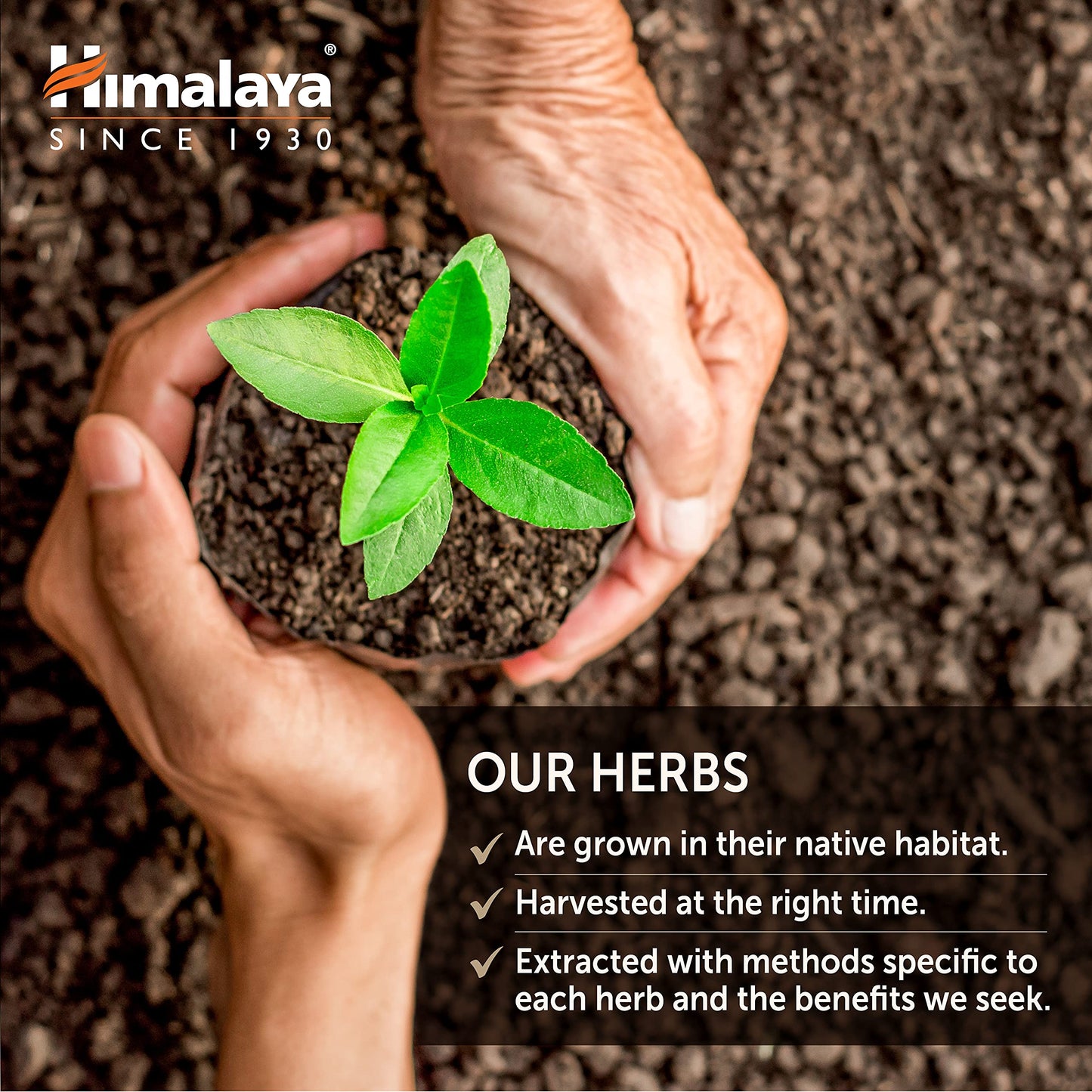 Himalaya Organic Gymnema Sylvestre for Glucose Metabolism, 700 mg HimalayaUS supplements