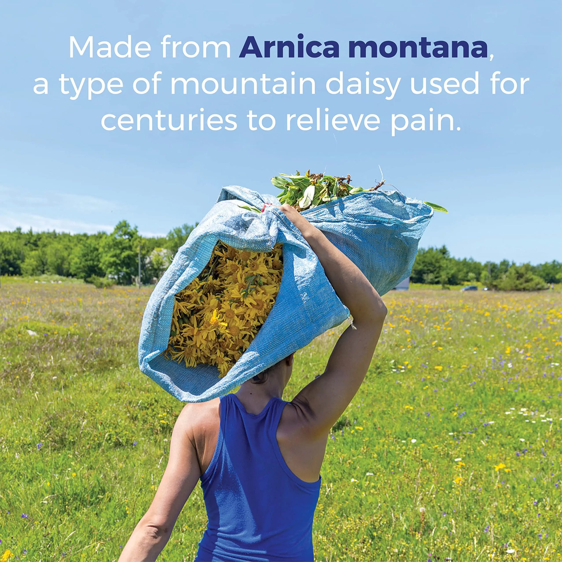 Boiron Arnica Montana 30X Homeopathic Medicine for Relief from Muscle Pain, Muscle Stiffness, Swelling from Injury, and Discoloration from Bruises - 3 Count (240 Pellets) BoironAu supplements
